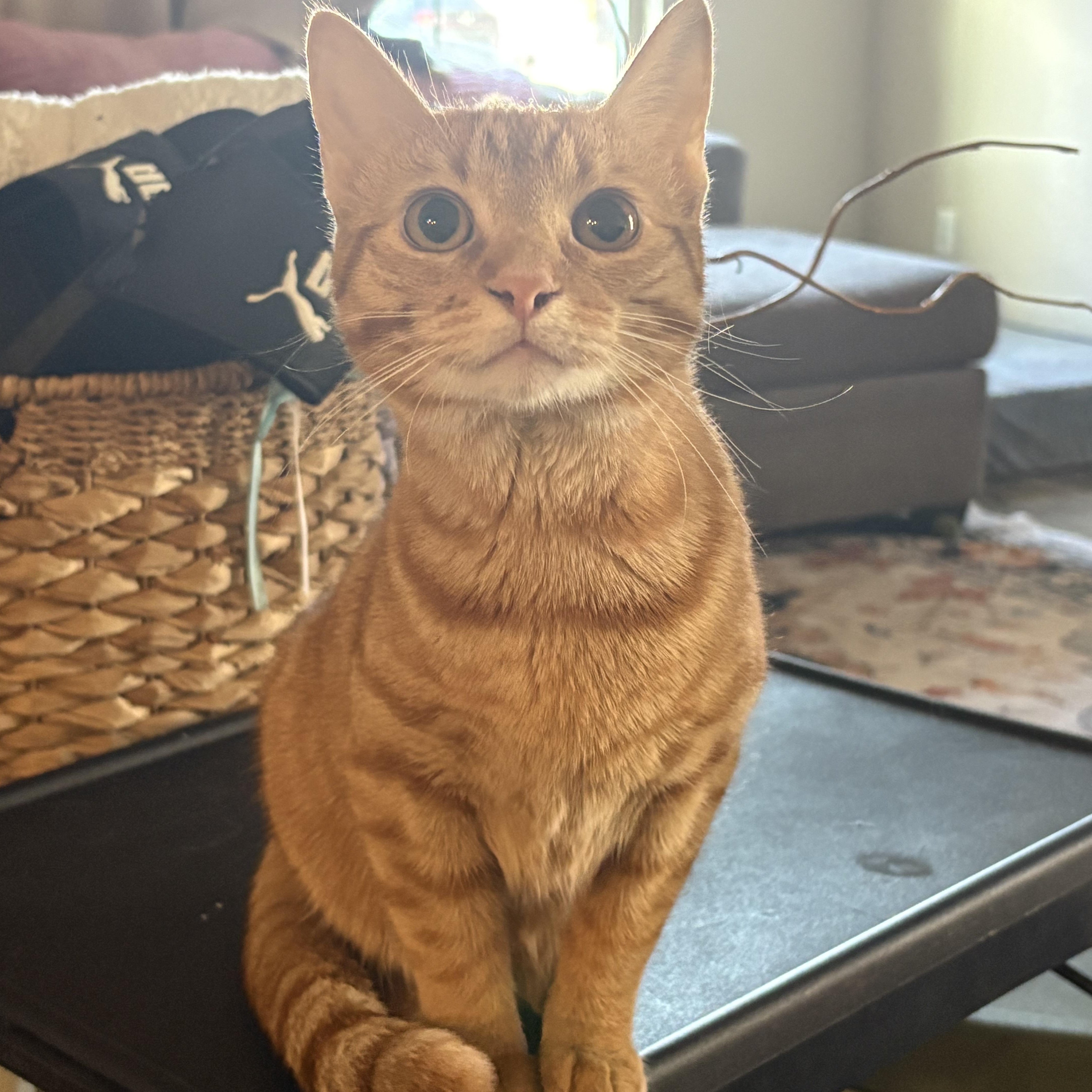 Charly, adoptable, Kitten Female Domestic Short Hair.