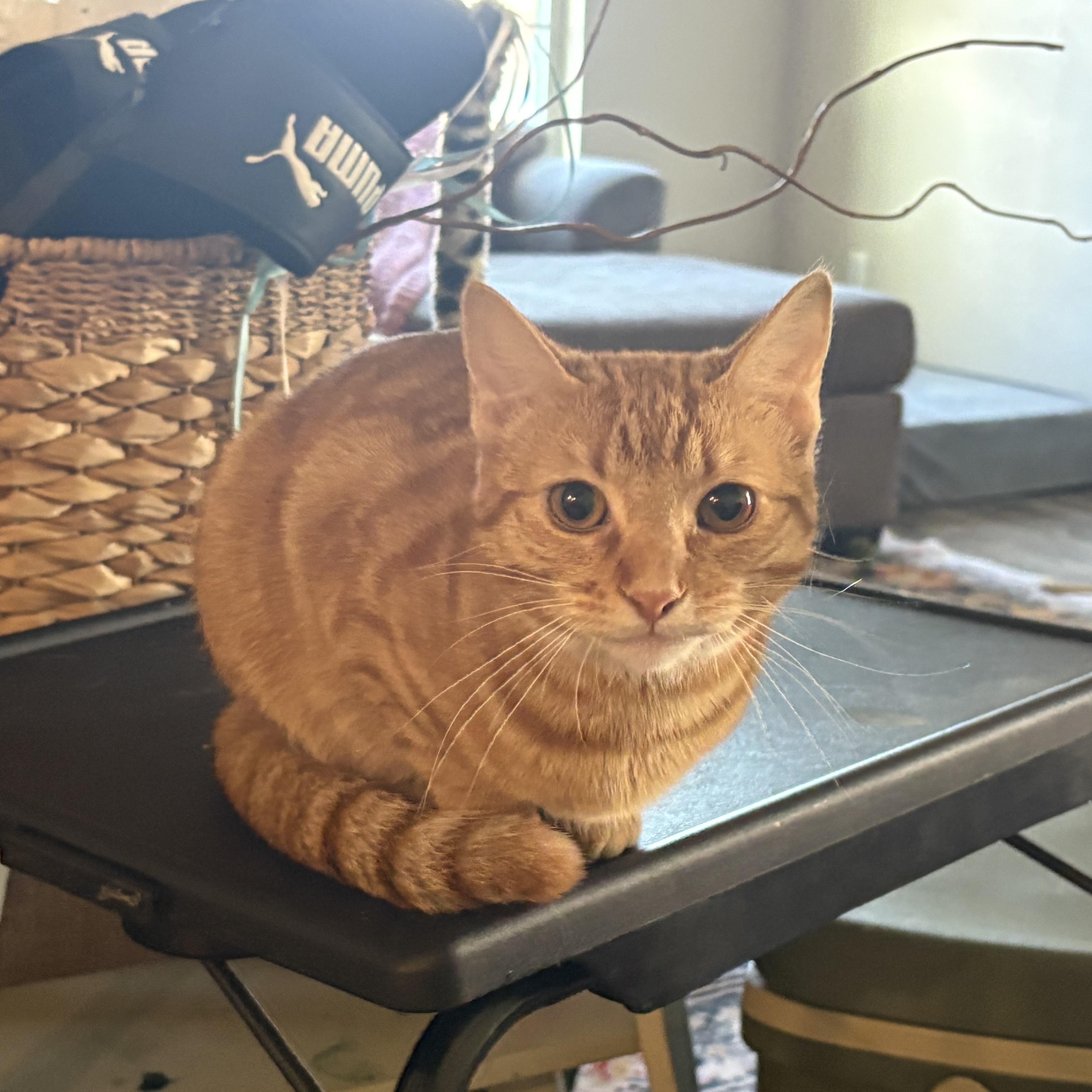 Enlarge Charly, an adoptable Domestic Short Hair in Colcord, OK image 3/5