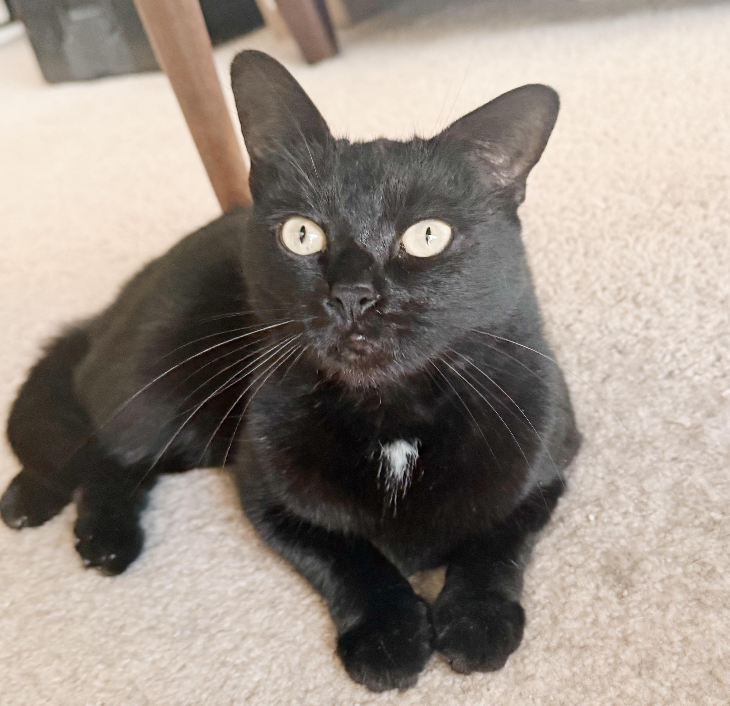 Enlarge Wednesday, a Adoptable mixed breed in Philadelphia, PA image 4/6