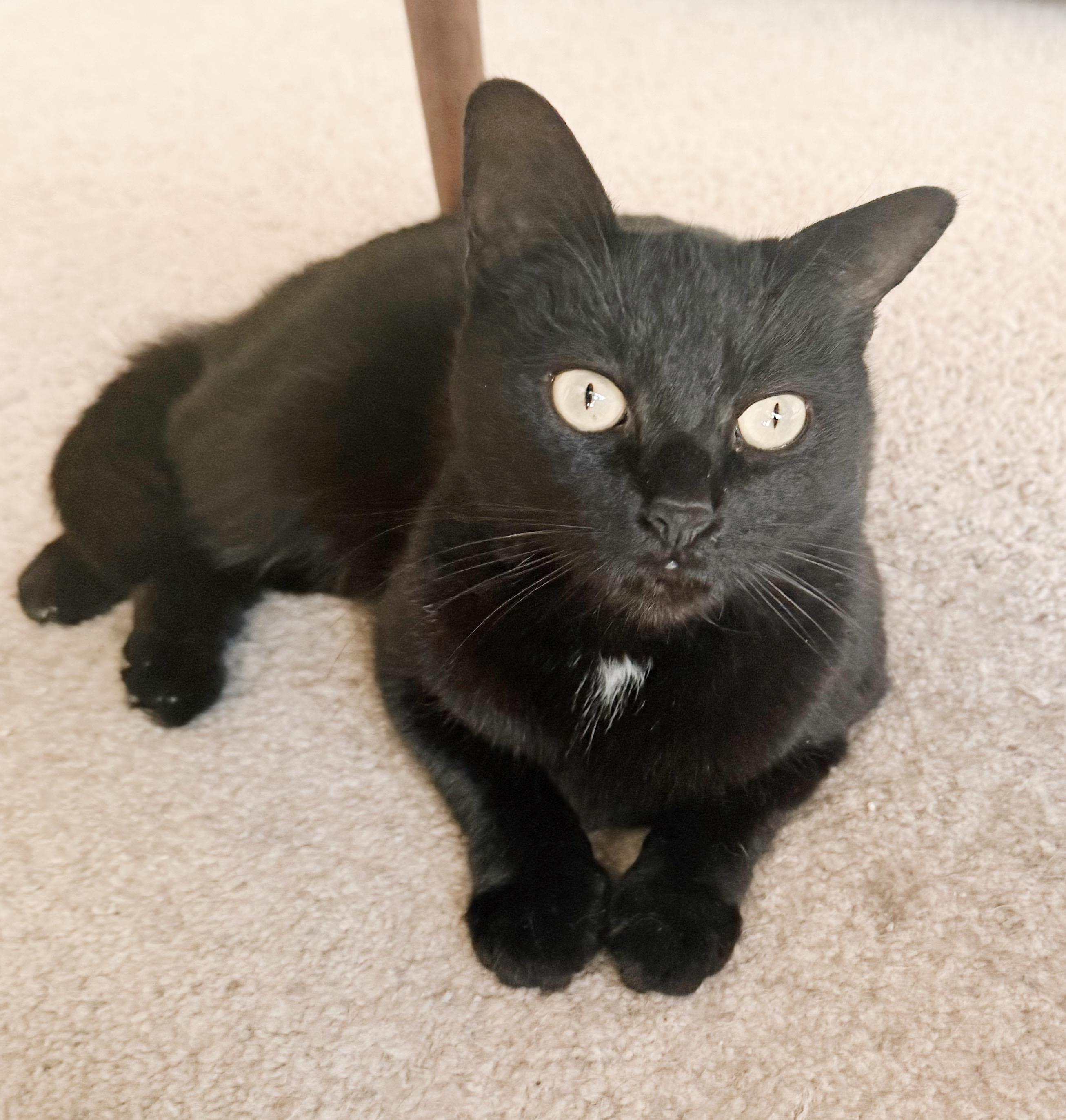 Wednesday, Adoptable, Young Female Bombay & Domestic Short Hair.