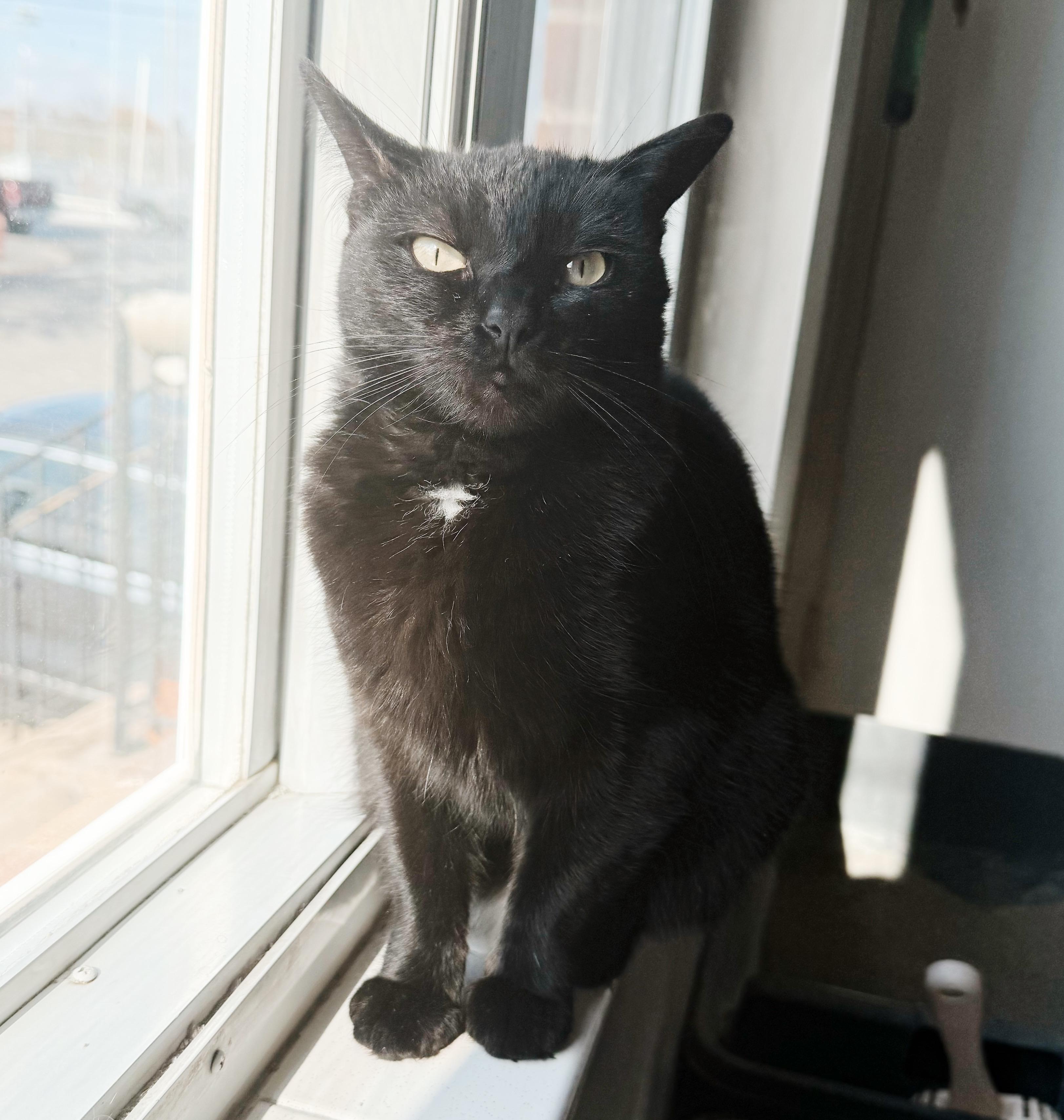 Enlarge Wednesday, a Adoptable mixed breed in Philadelphia, PA image 3/6