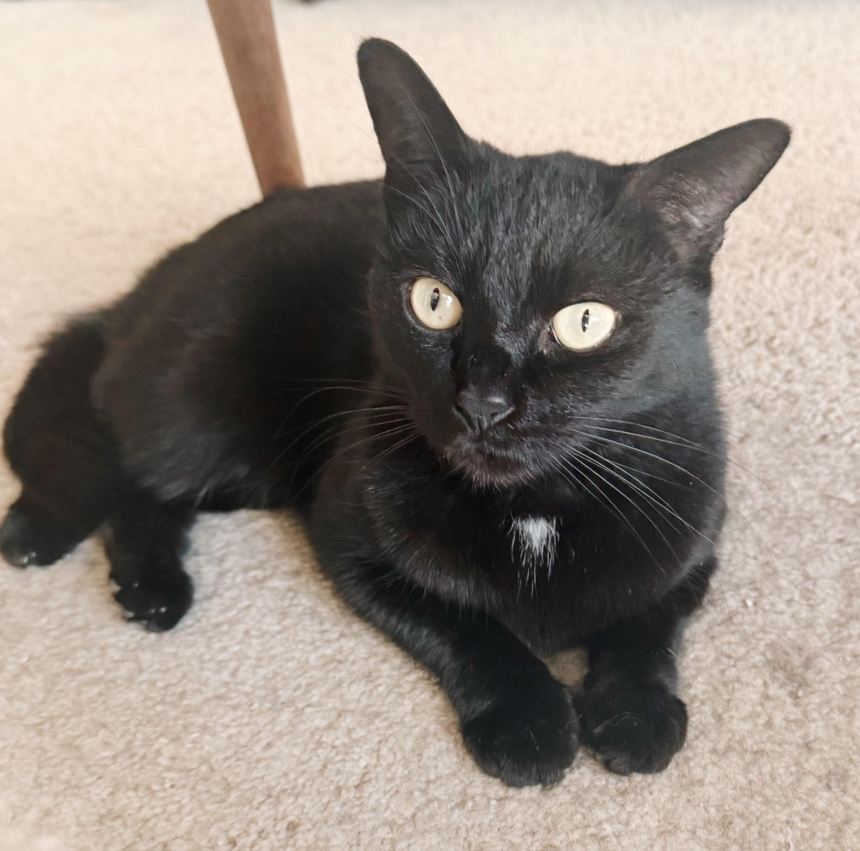 Enlarge Wednesday, a Adoptable mixed breed in Philadelphia, PA image 6/6