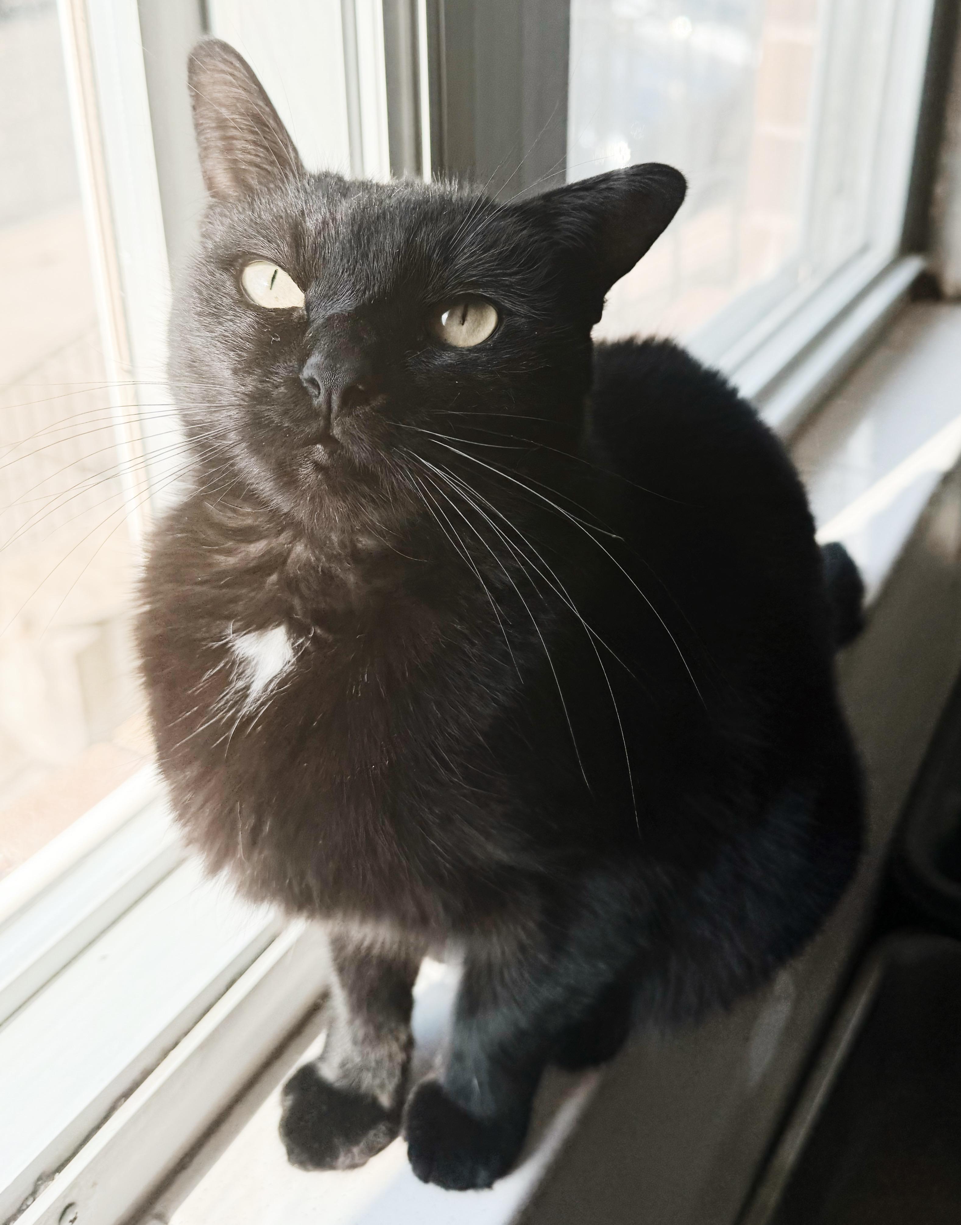 Enlarge Wednesday, a Adoptable mixed breed in Philadelphia, PA image 5/6