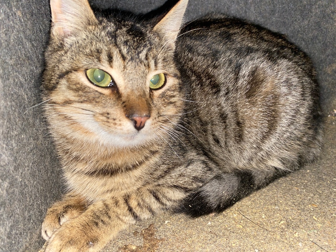 Artic, an adoptable Domestic Short Hair in Kenhorst, PA_image-1
