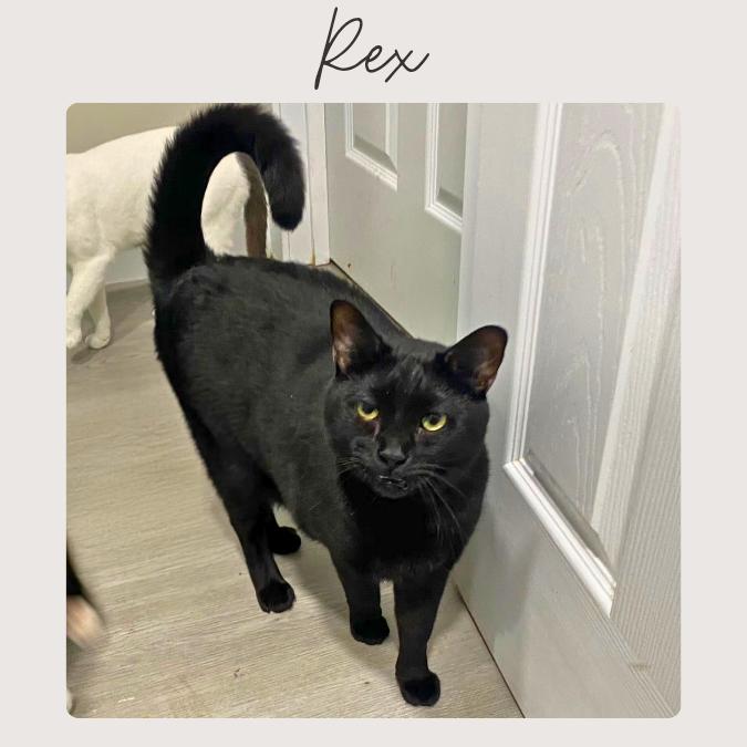 REX, Adoptable, Adult Male Domestic Short Hair.