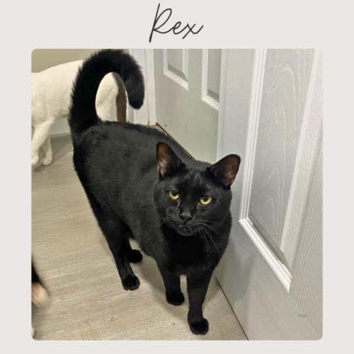 REX, Adoptable, Adult Male Domestic Short Hair.
