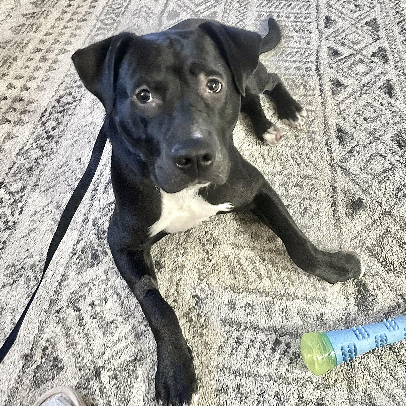 Buddy, a Adoptable mixed breed in Bothell, WA image 1/3