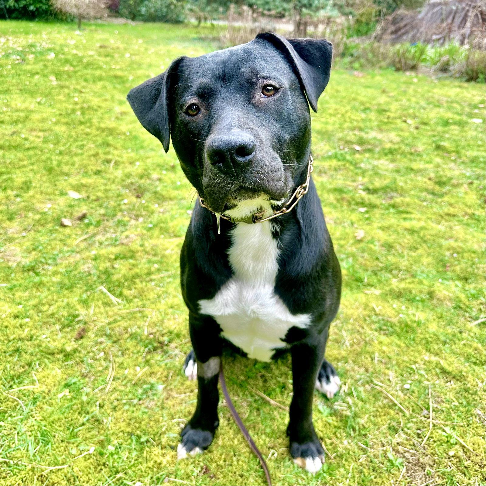 Buddy, a Adoptable mixed breed in Bothell, WA image 2/3