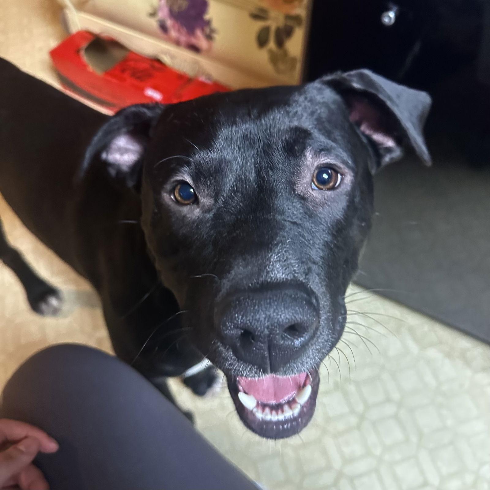 Buddy, a Adoptable mixed breed in Bothell, WA image 3/3