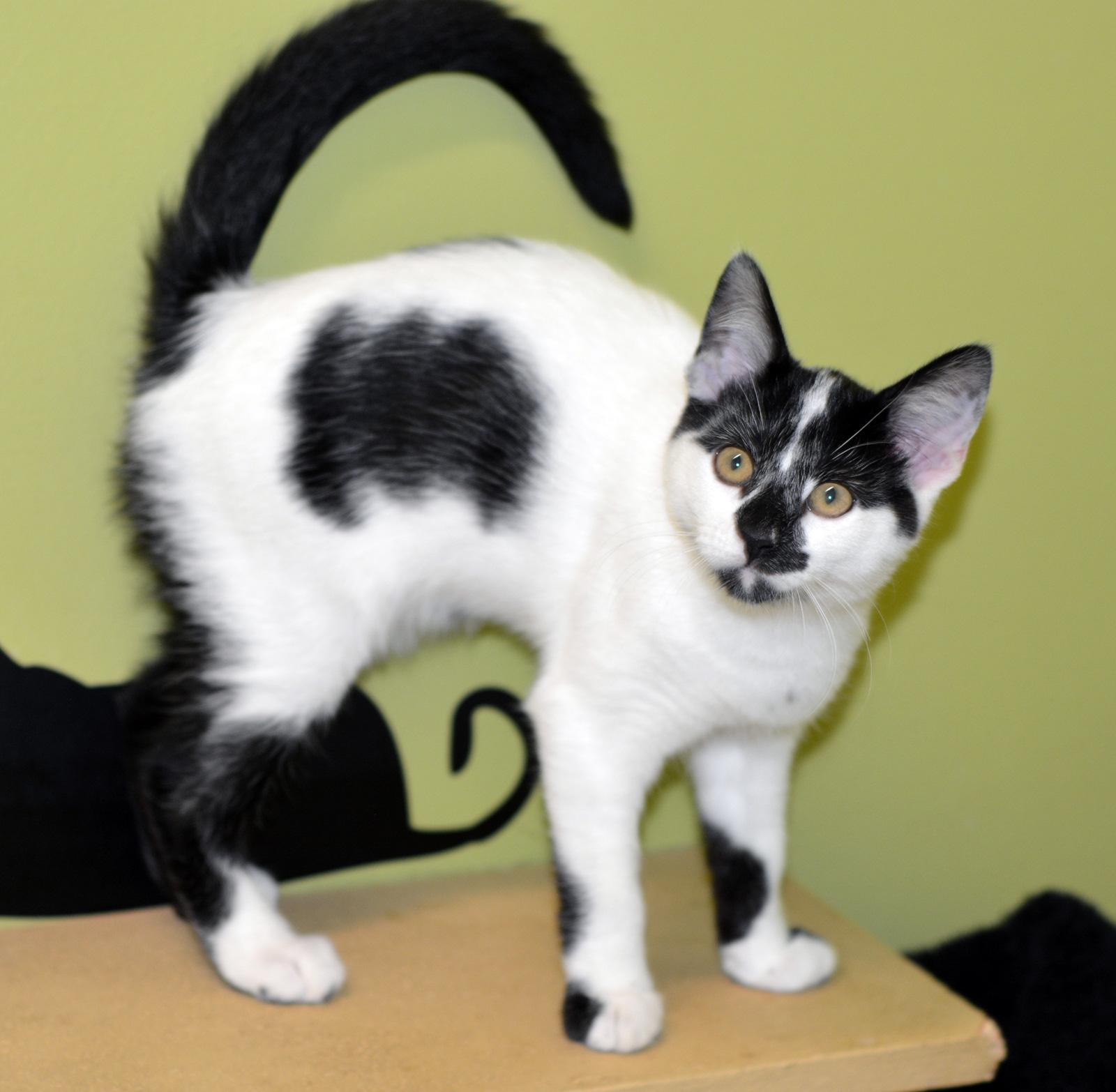 Enlarge PRAIRIE DAWN, an adopted Domestic Short Hair in San Clemente, CA image 2/2