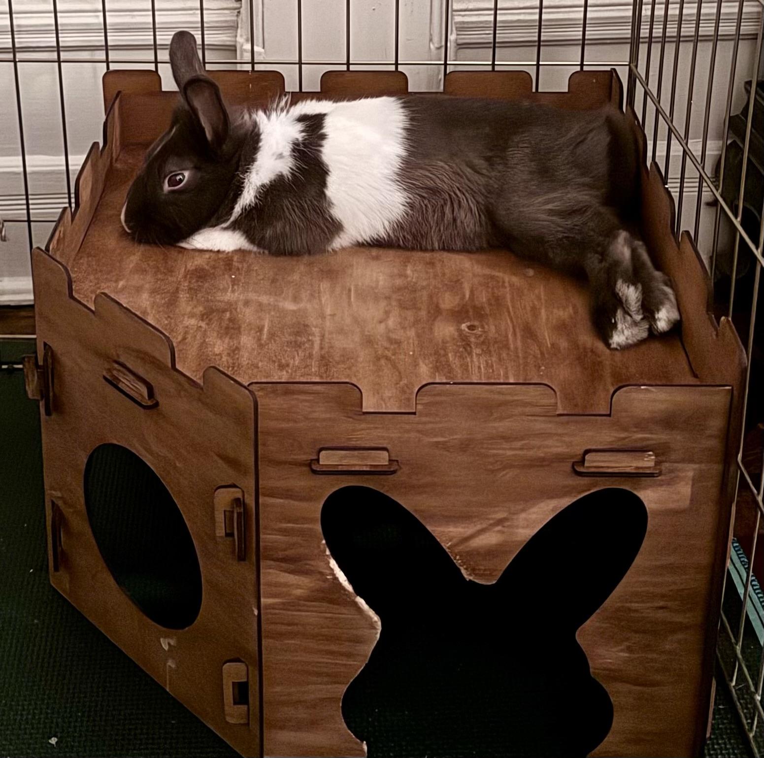 Hercules, a ADOPTABLE Dutch in New York, NY image 1/4