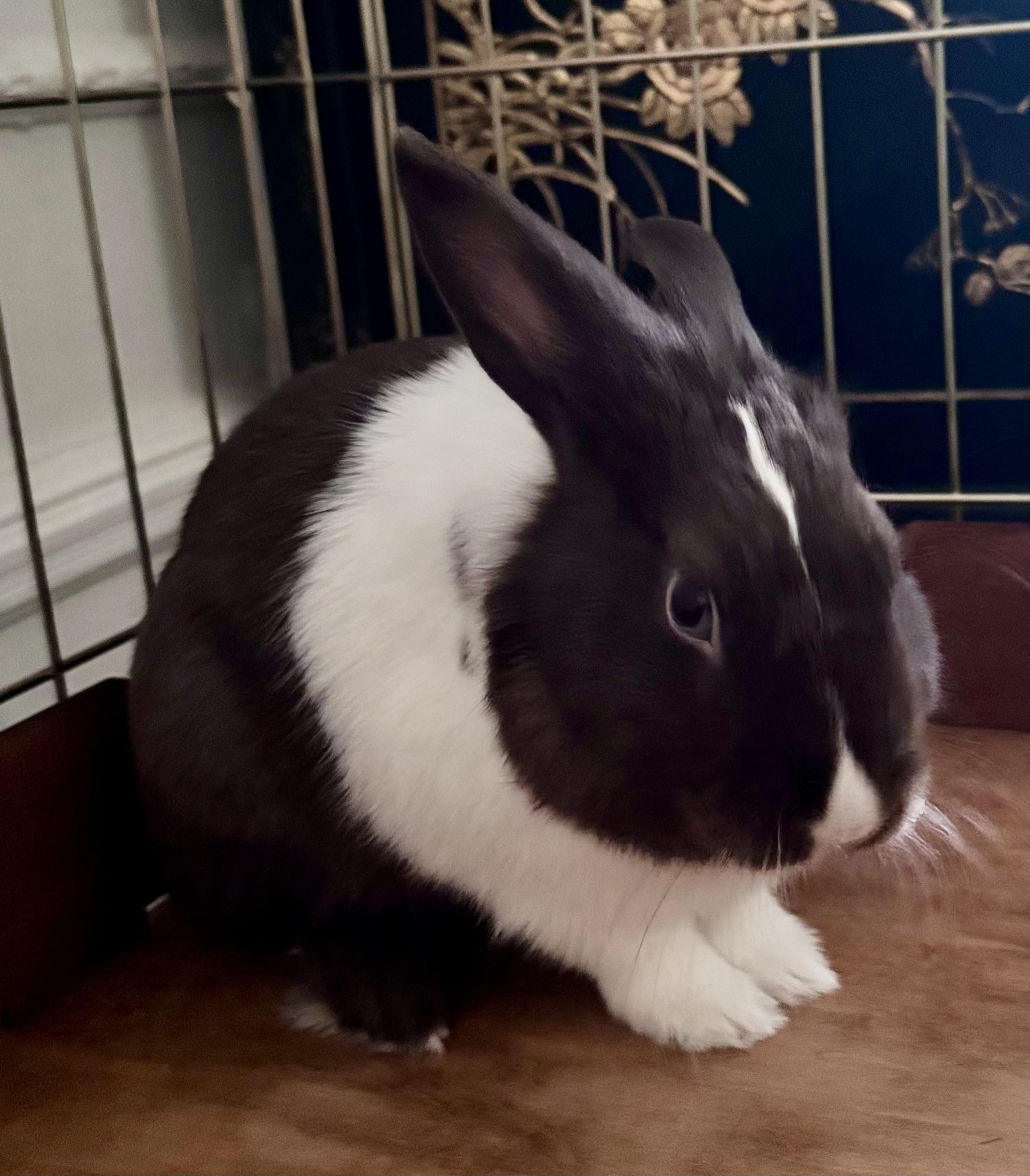 Hercules, a ADOPTABLE Dutch in New York, NY image 4/4