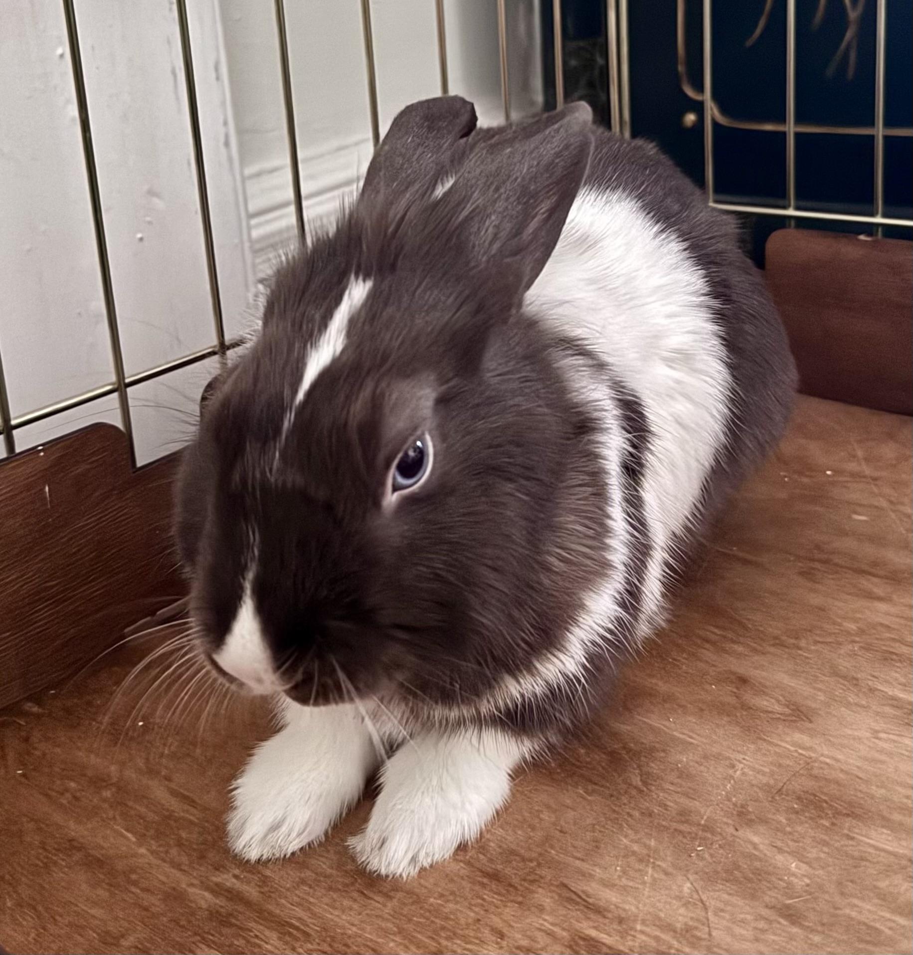 Hercules, a ADOPTABLE Dutch in New York, NY image 2/4