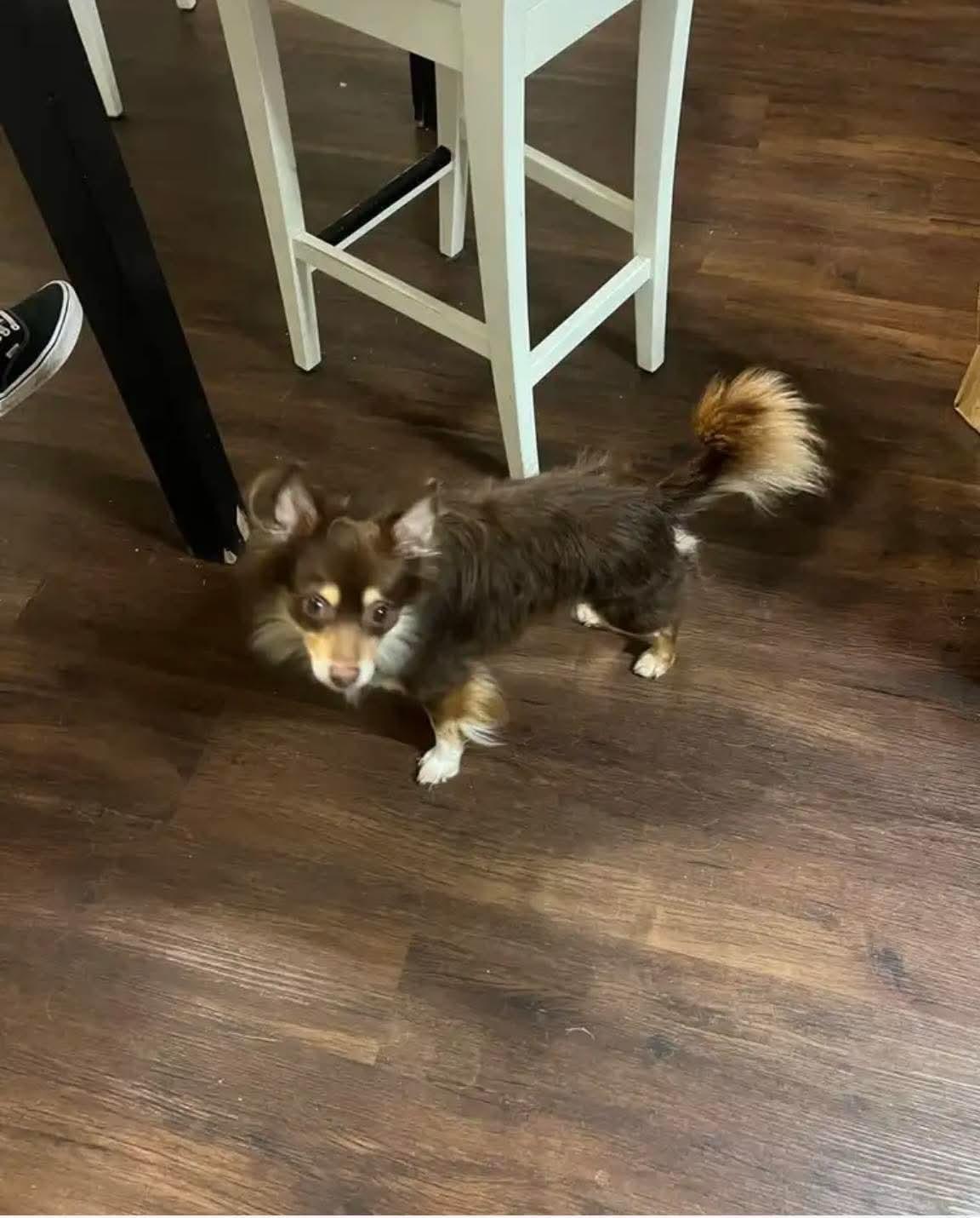 Enlarge Mister Prince, a Adopted Chihuahua in Rosenberg, TX image 1/1