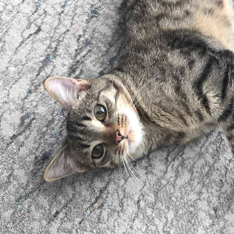 Enlarge Blitzen, a Adoptable Domestic Short Hair in Chapel Hill, NC image 1/2
