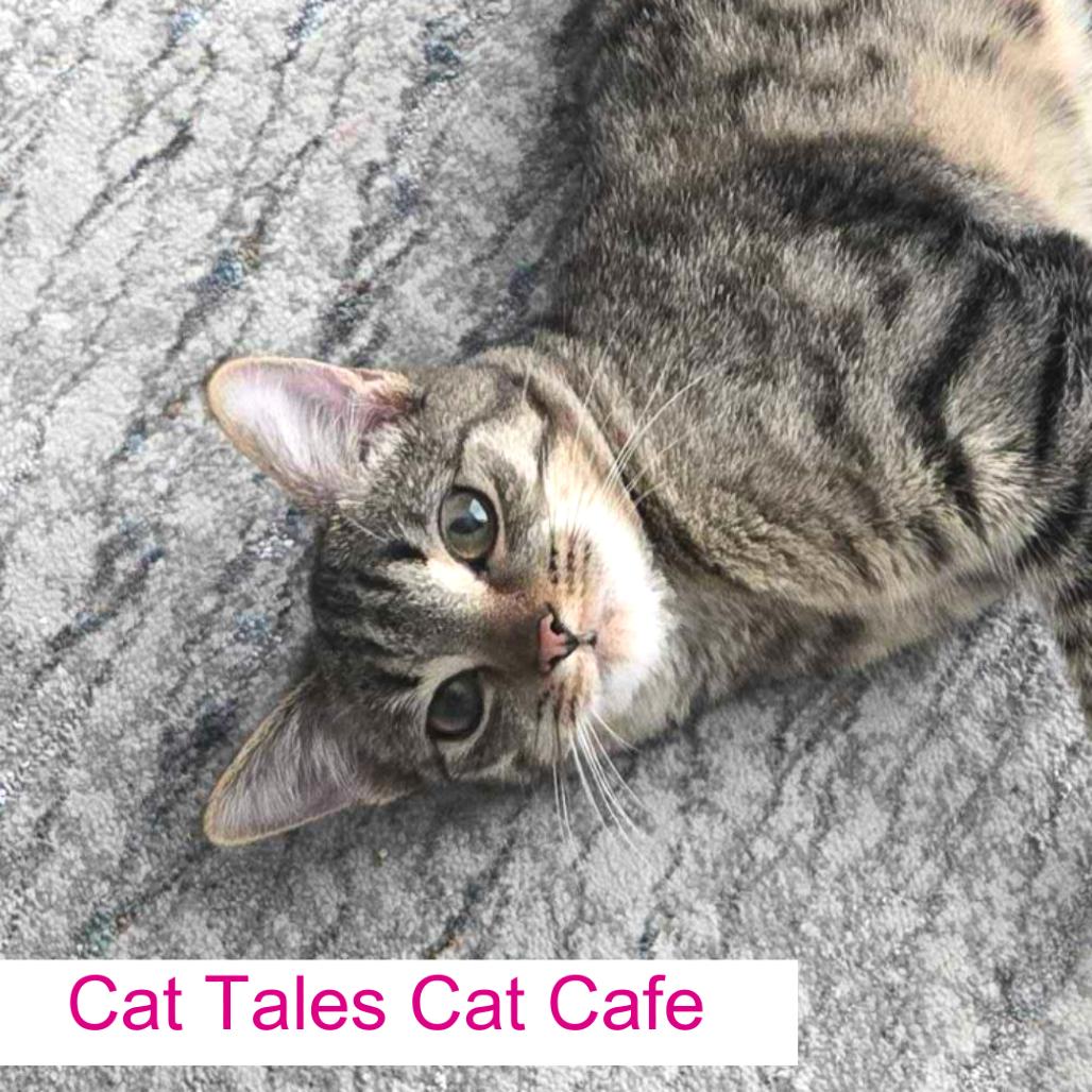 Enlarge Blitzen, a Adoptable Domestic Short Hair in Chapel Hill, NC image 2/2