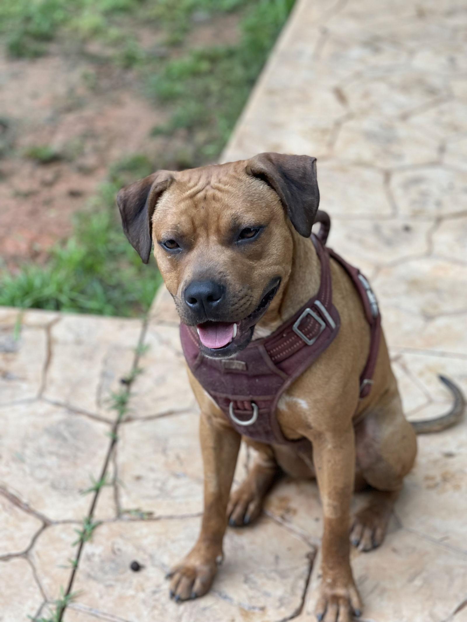 Chico aka Chichi, Adoptable, Young Male Boxer & Labrador Retriever.