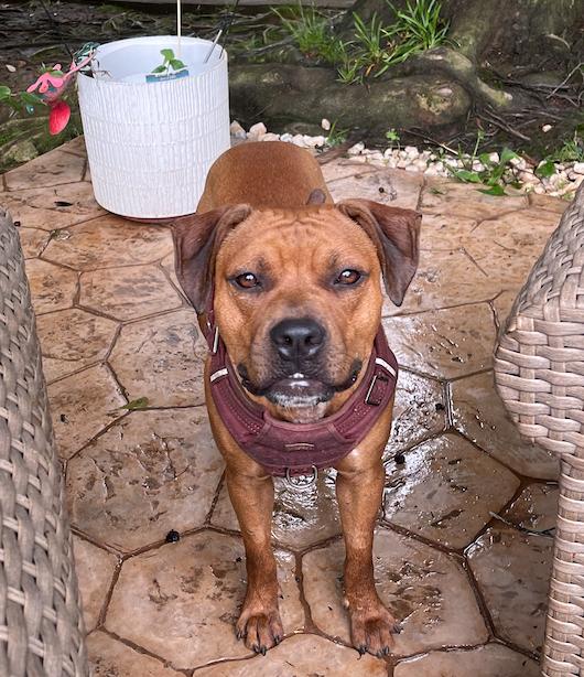 Chico aka Chichi, Adoptable, Young Male Boxer & Labrador Retriever.