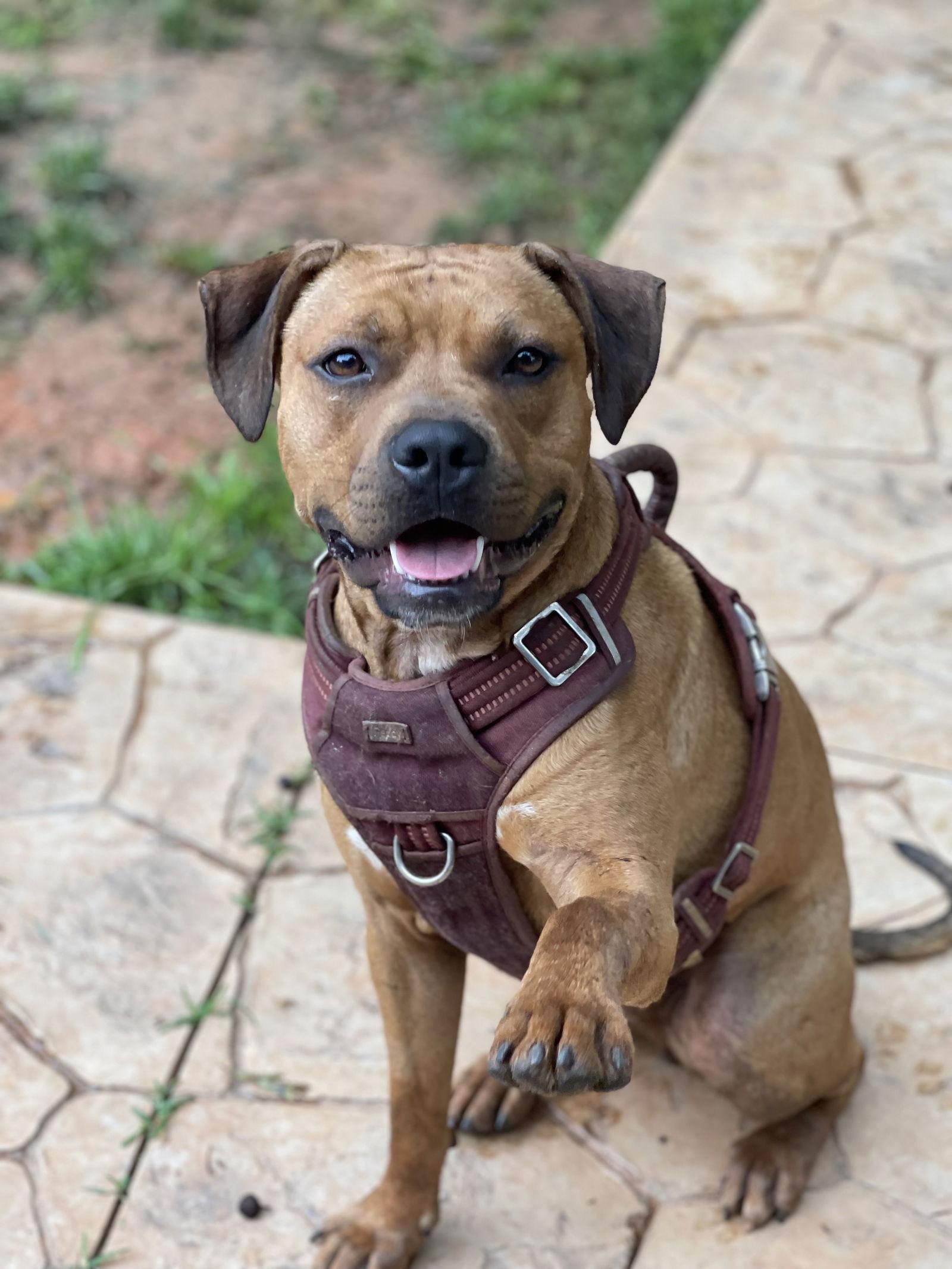 Chico aka Chichi, a Adoptable mixed breed in Decatur, GA image 3/3