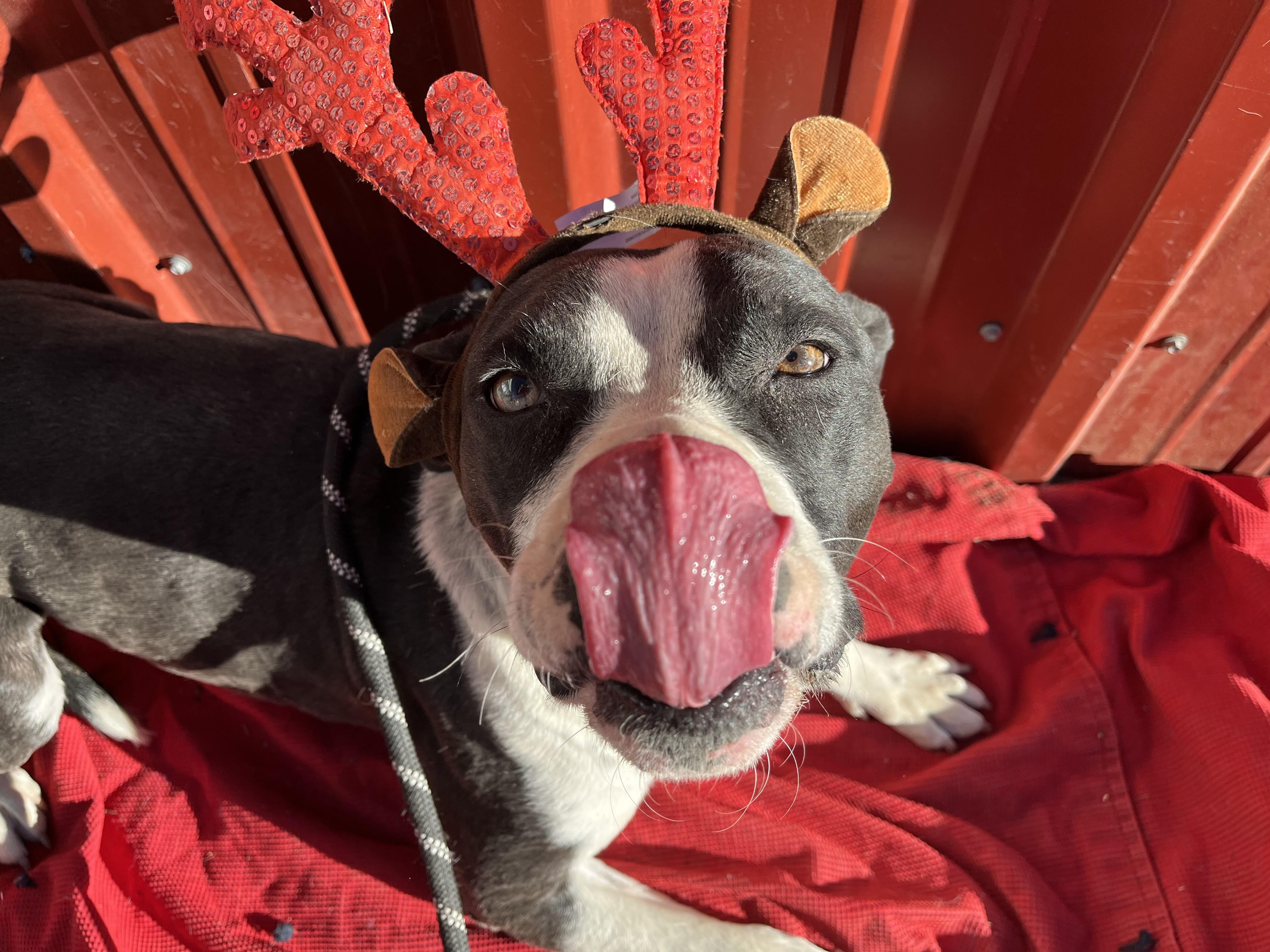 Enlarge Michelle, a Adopted mixed breed in RYE, CO image 1/3