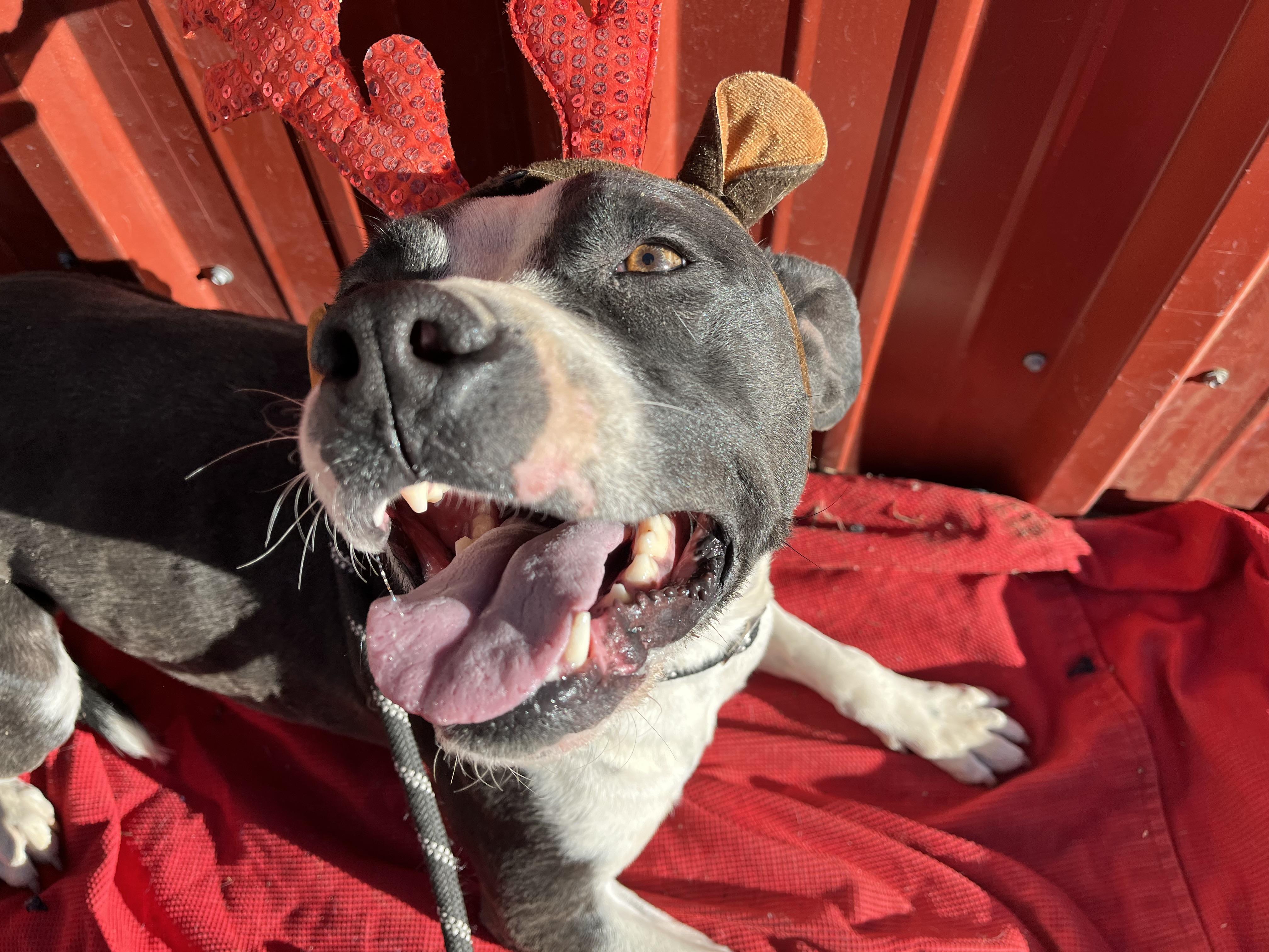 Enlarge Michelle, a Adopted mixed breed in RYE, CO image 2/3