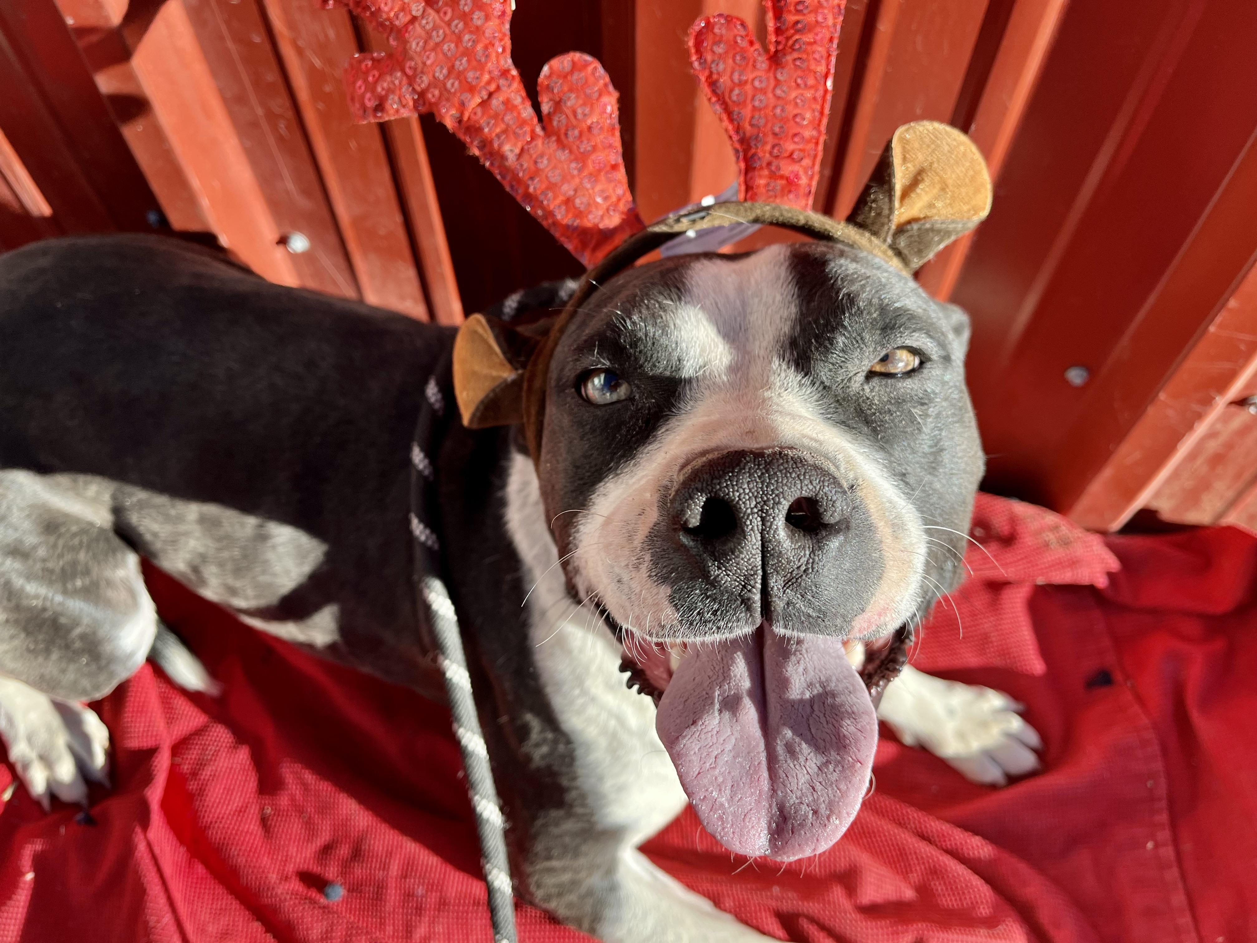 Enlarge Michelle, a Adopted mixed breed in RYE, CO image 3/3