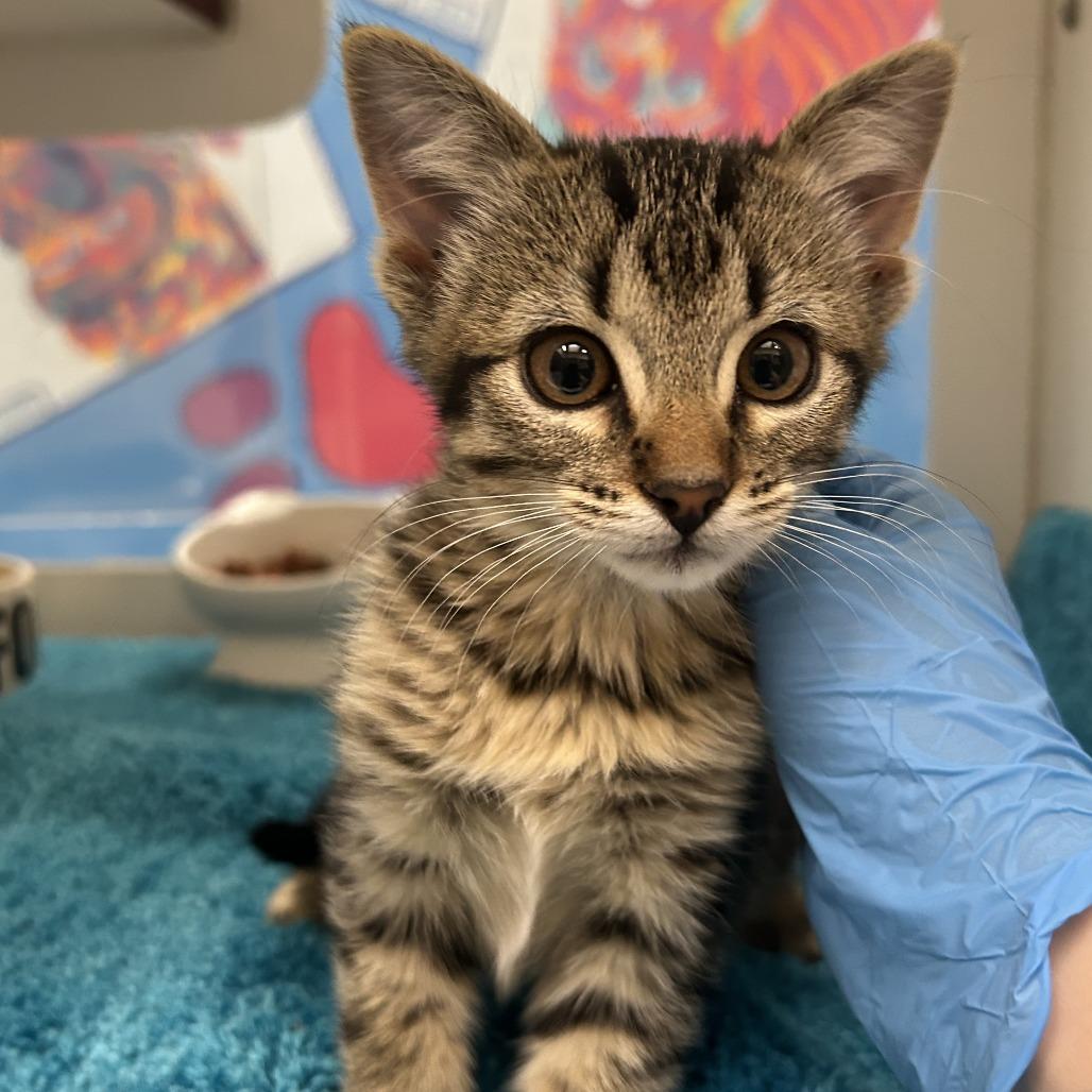 Elvira, Adoptable, Kitten Female Domestic Short Hair.
