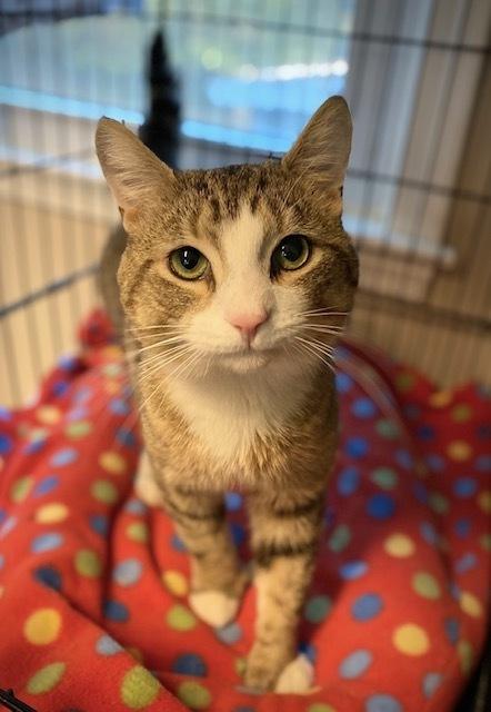 Tomato, Adoptable, Adult Male Domestic Short Hair.