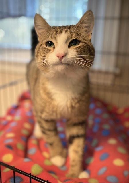 Tomato, a Adoptable Domestic Short Hair in Duxbury, MA image 2/4