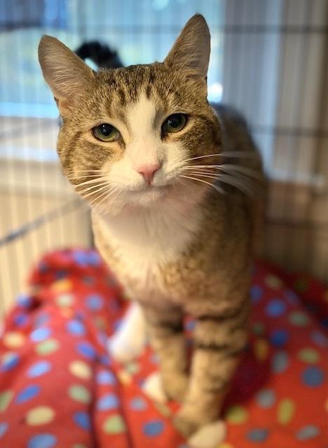 Tomato, a Adoptable Domestic Short Hair in Duxbury, MA image 3/4