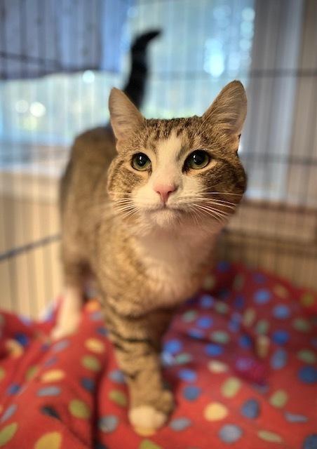 Tomato, a Adoptable Domestic Short Hair in Duxbury, MA image 4/4