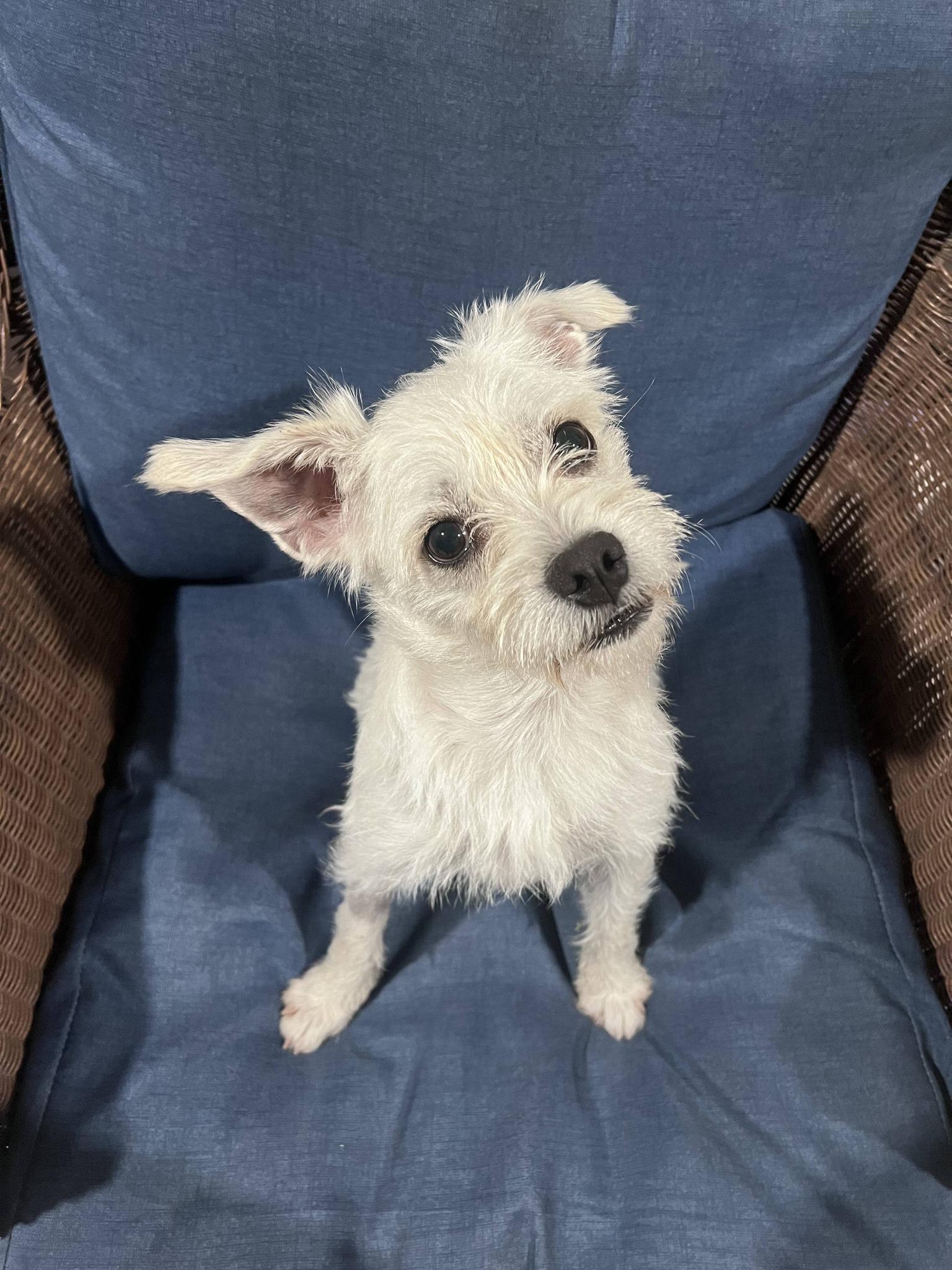 Enlarge Sparkle, an adopted mixed breed in Miami, FL image 2/4