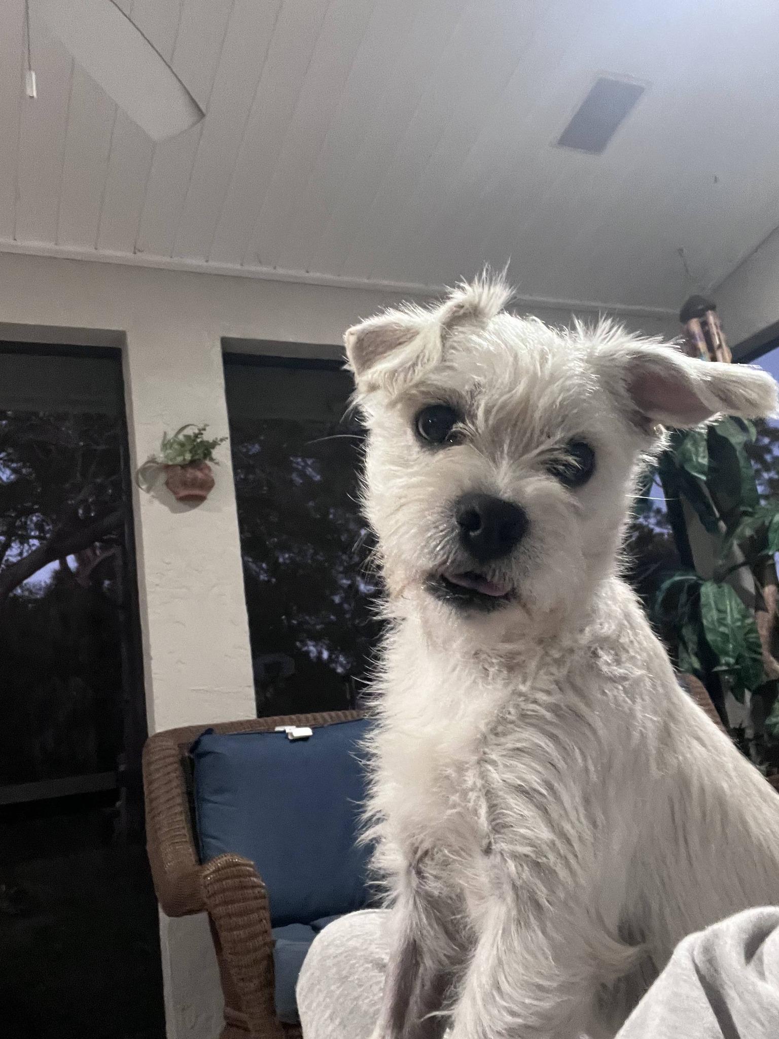 Enlarge Sparkle, an adopted mixed breed in Miami, FL image 3/4