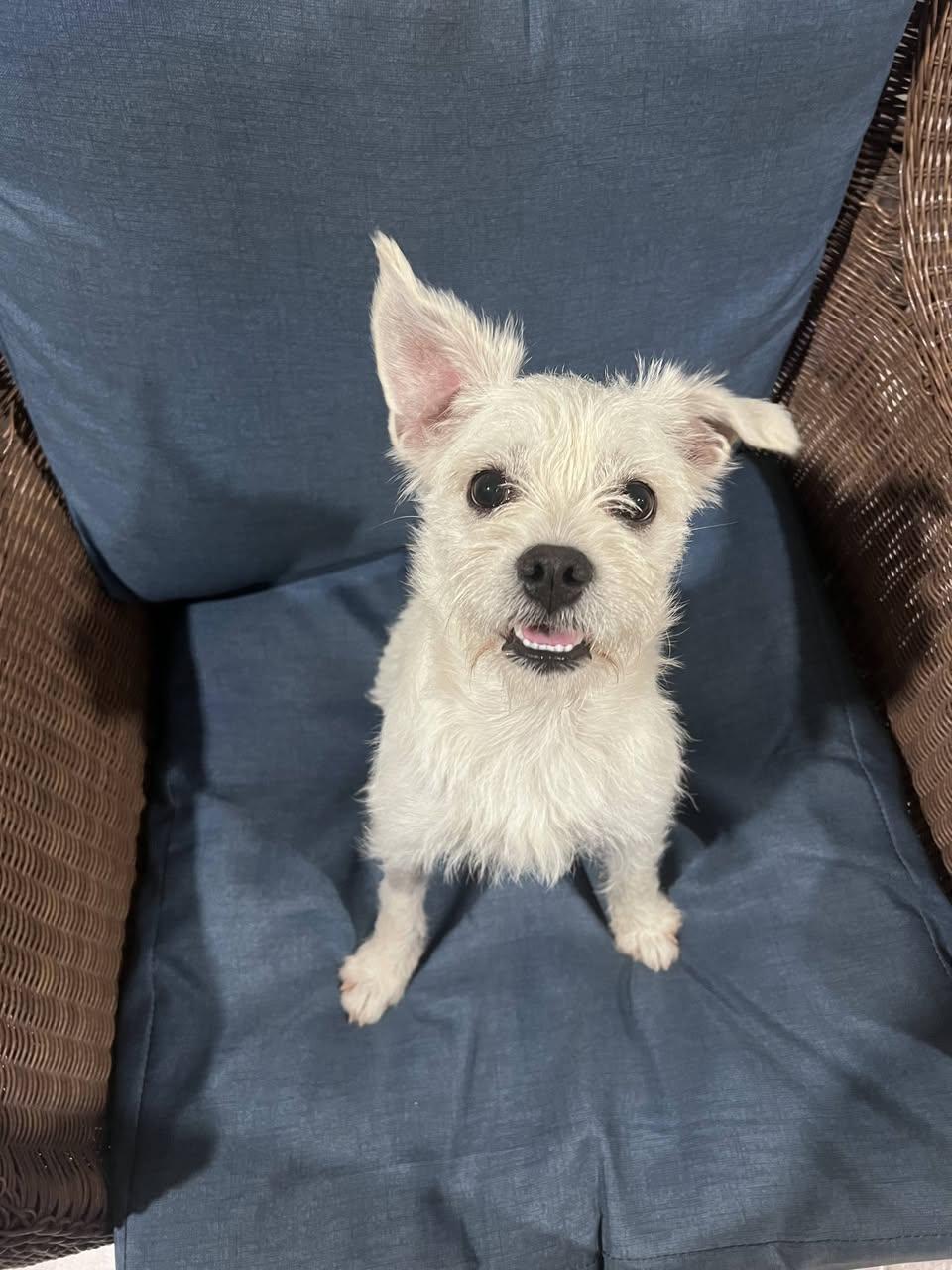 Enlarge Sparkle, an adopted mixed breed in Miami, FL image 1/4