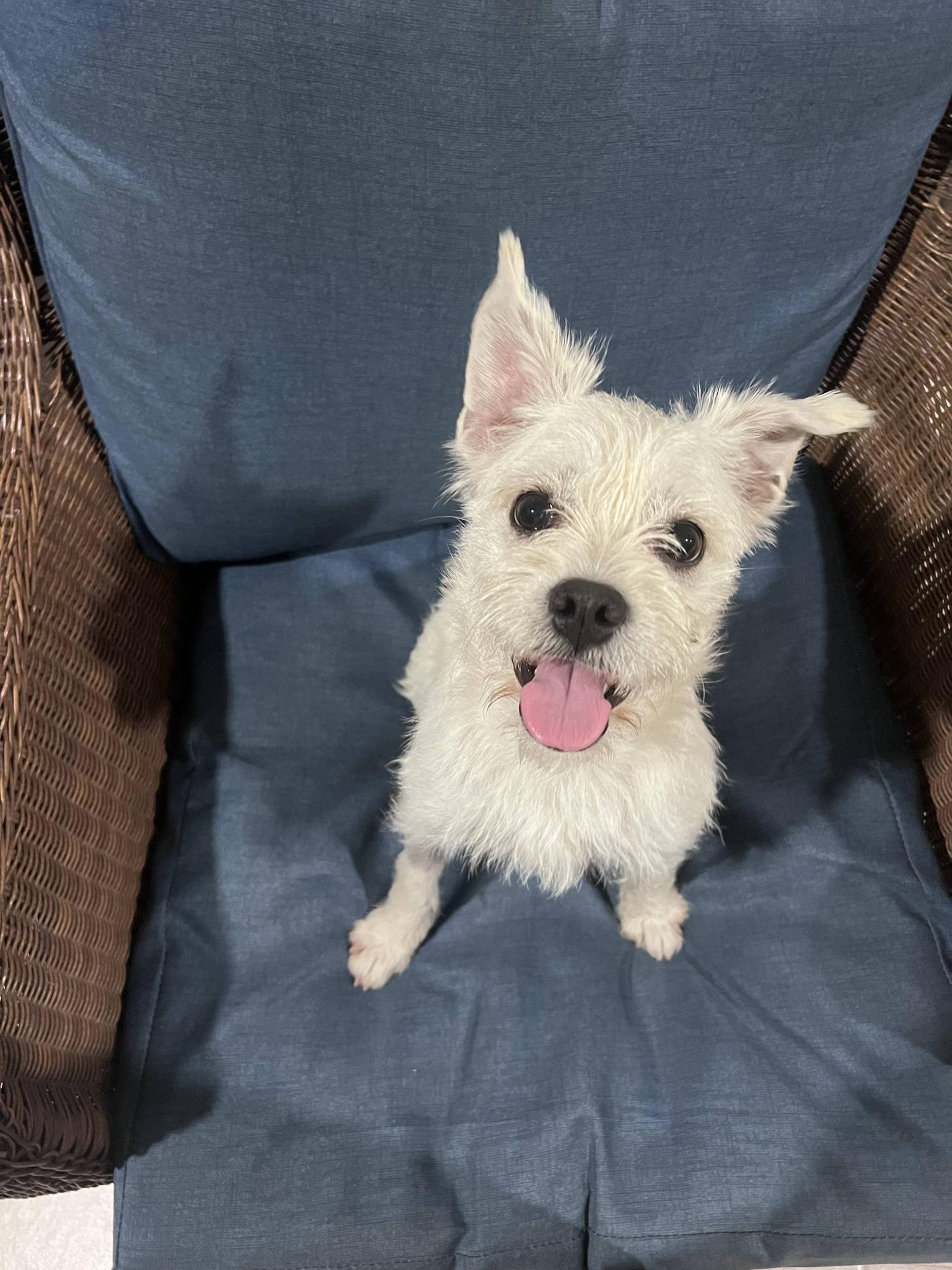 Enlarge Sparkle, an adopted mixed breed in Miami, FL image 4/4