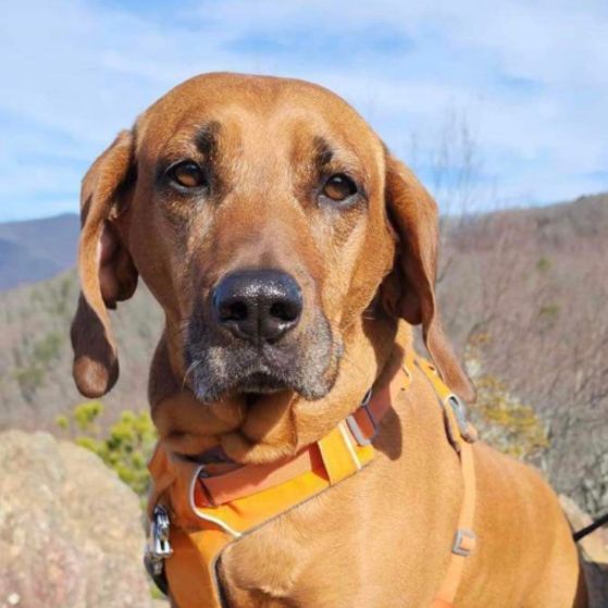 Miss Mabel Mae, a Adopted mixed breed in Henrietta, NY image 1/6