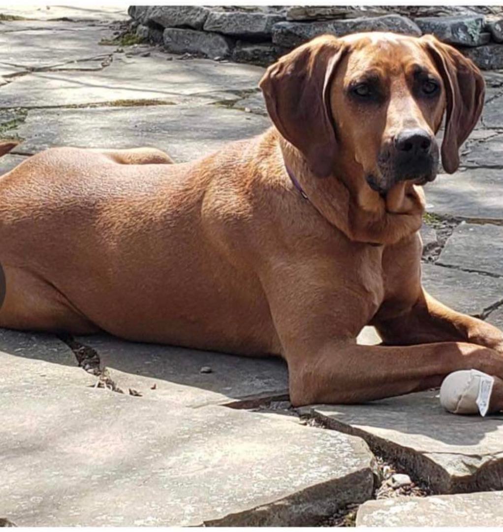 Miss Mabel Mae, a Adopted mixed breed in Henrietta, NY image 2/6