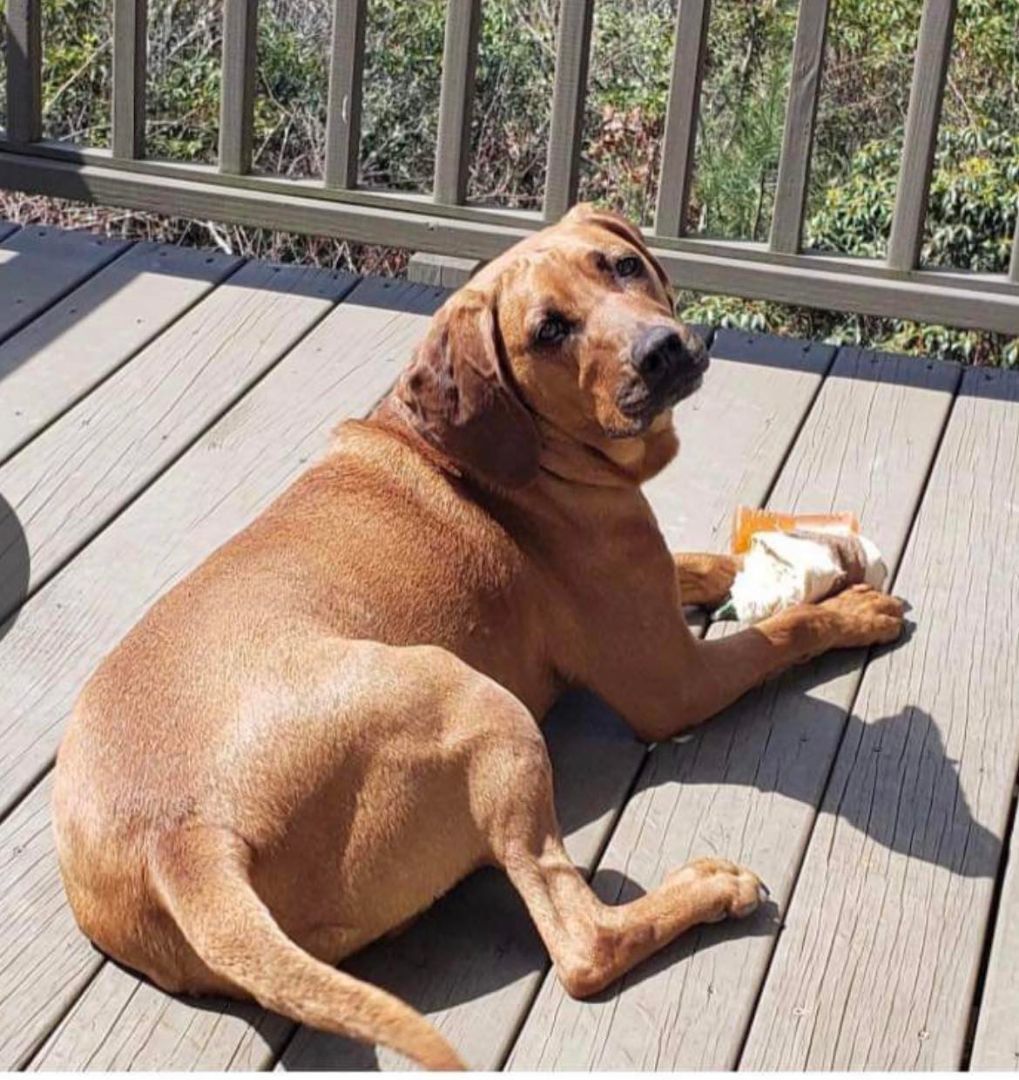 Miss Mabel Mae, a Adopted mixed breed in Henrietta, NY image 3/6