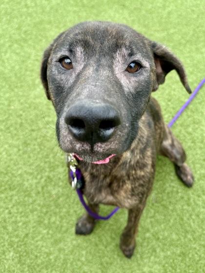 Sausage Egg Burrito, Adoptable, Adult Female Mixed Breed & Mixed Breed.