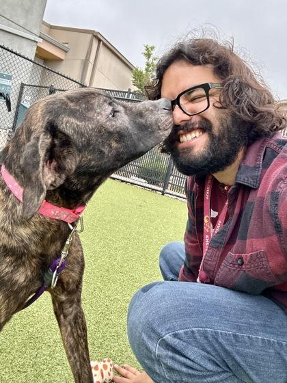 Sausage Egg Burrito, a Adoptable mixed breed in Wichita, KS image 2/3
