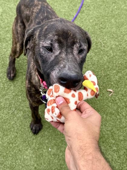 Sausage Egg Burrito, a Adoptable mixed breed in Wichita, KS image 3/3