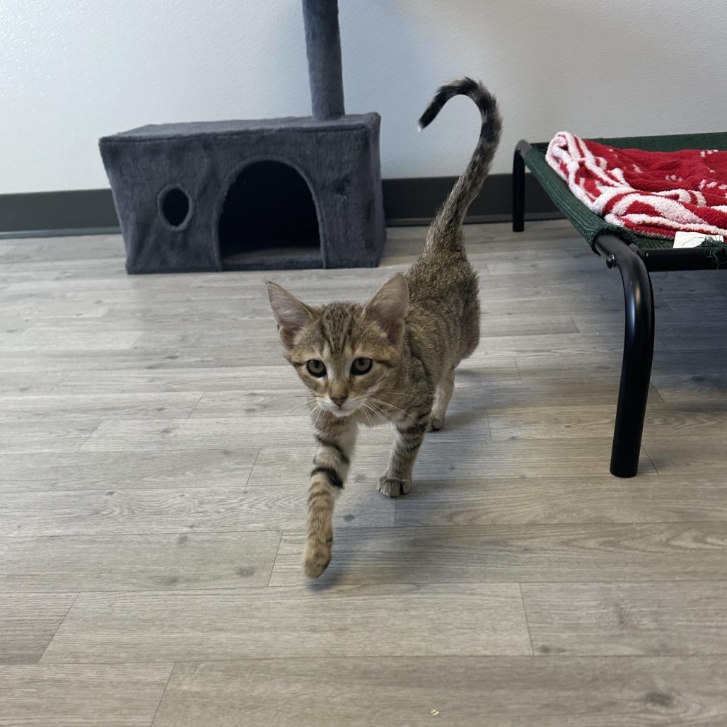 Enlarge Rafiki, a Adoptable Domestic Short Hair in Uniontown, PA image 4/4