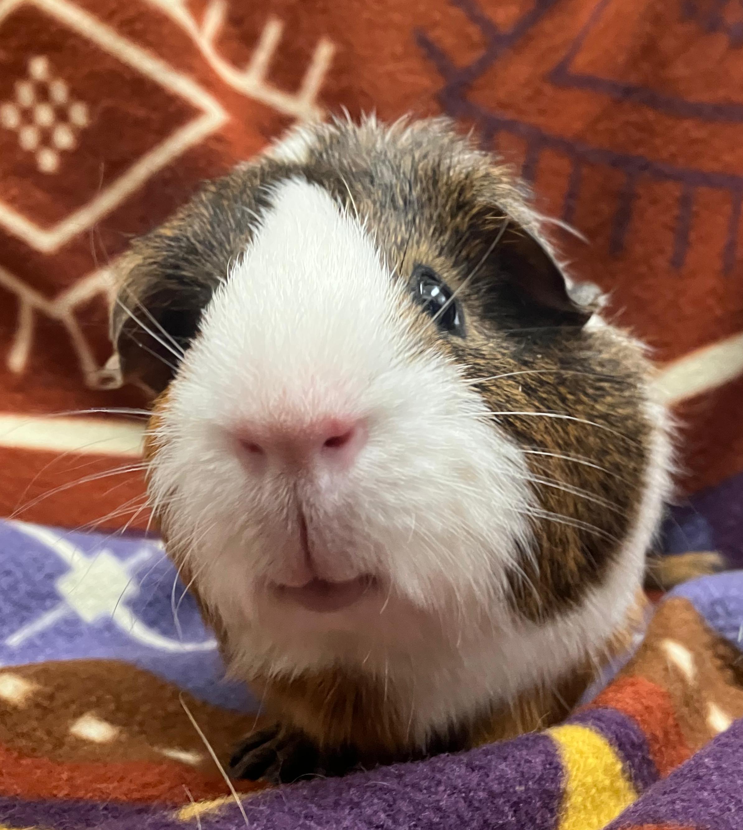 Enlarge Comet, a ADOPTABLE Guinea Pig in Oshkosh, WI image 3/3