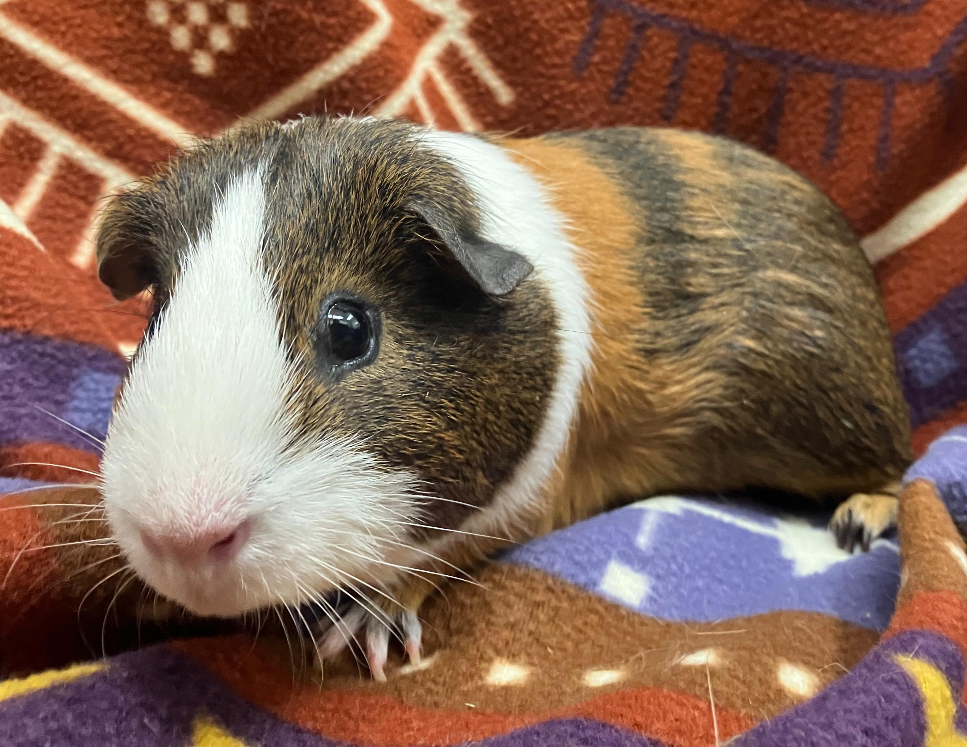 Enlarge Comet, a ADOPTABLE Guinea Pig in Oshkosh, WI image 2/3