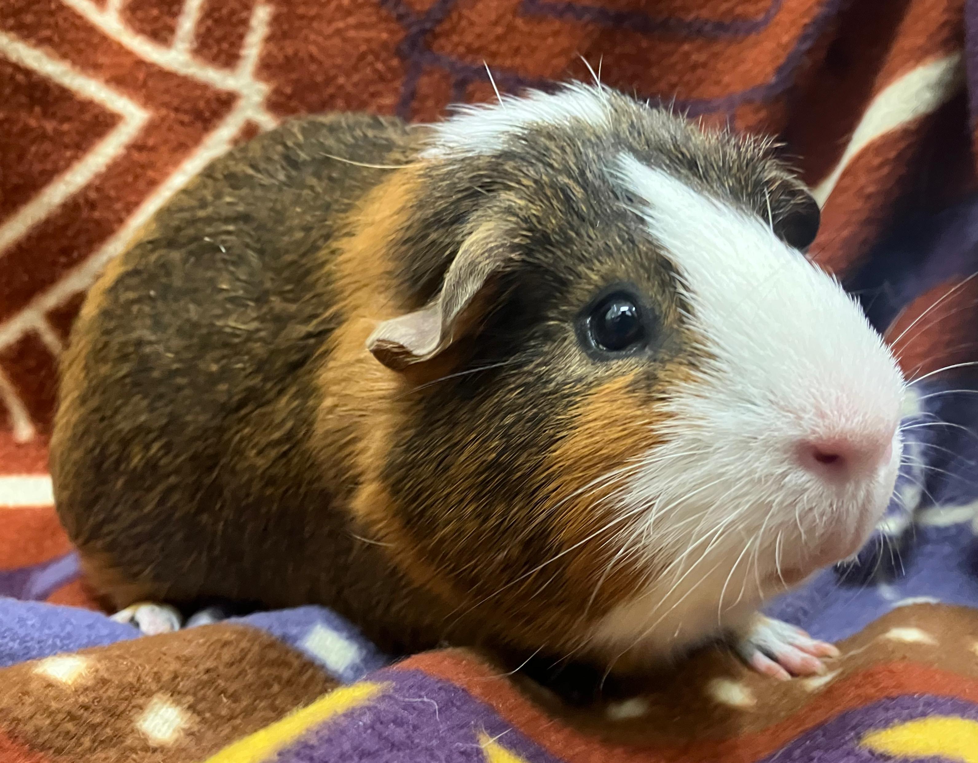 Enlarge Comet, a ADOPTABLE Guinea Pig in Oshkosh, WI image 1/3