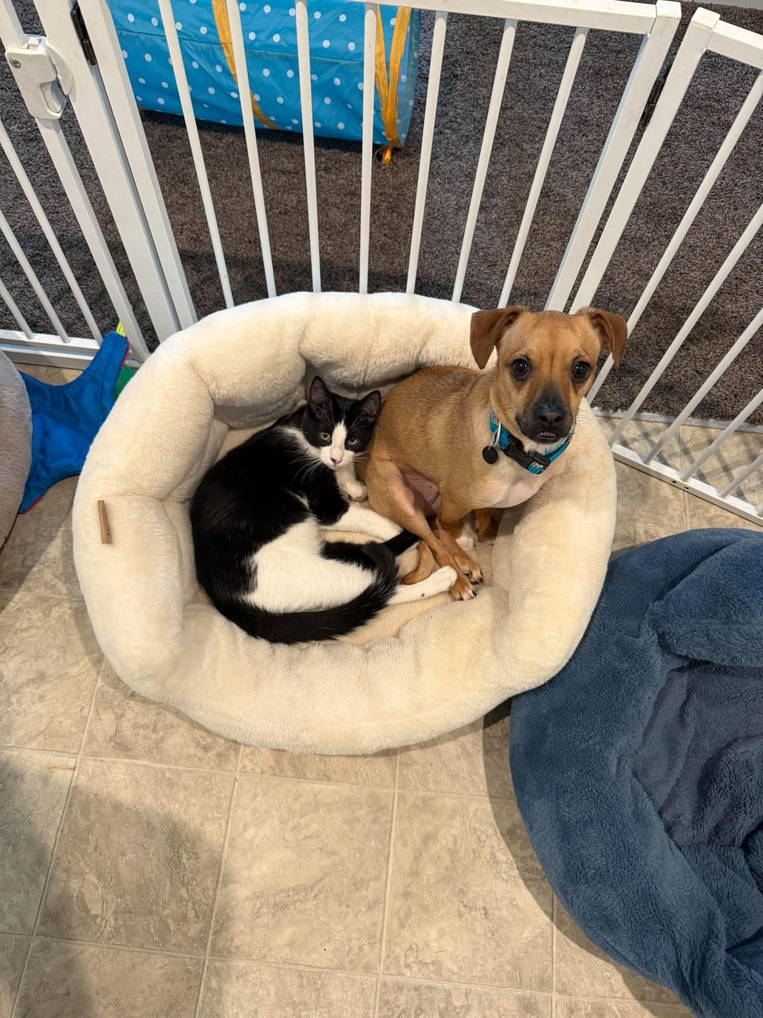 Enlarge Cody, a Adoptable Chihuahua in Visalia, CA image 1/3