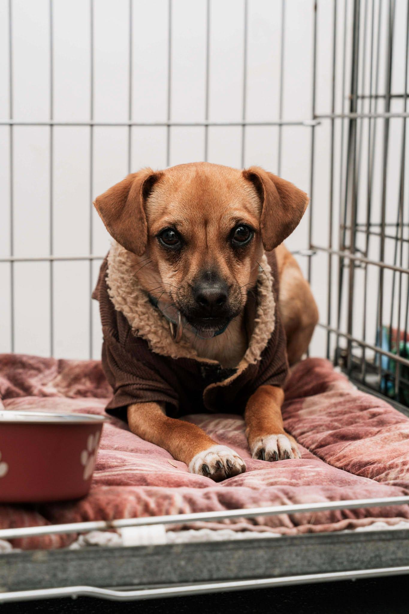 Enlarge Cody, a Adoptable Chihuahua in Visalia, CA image 1/3