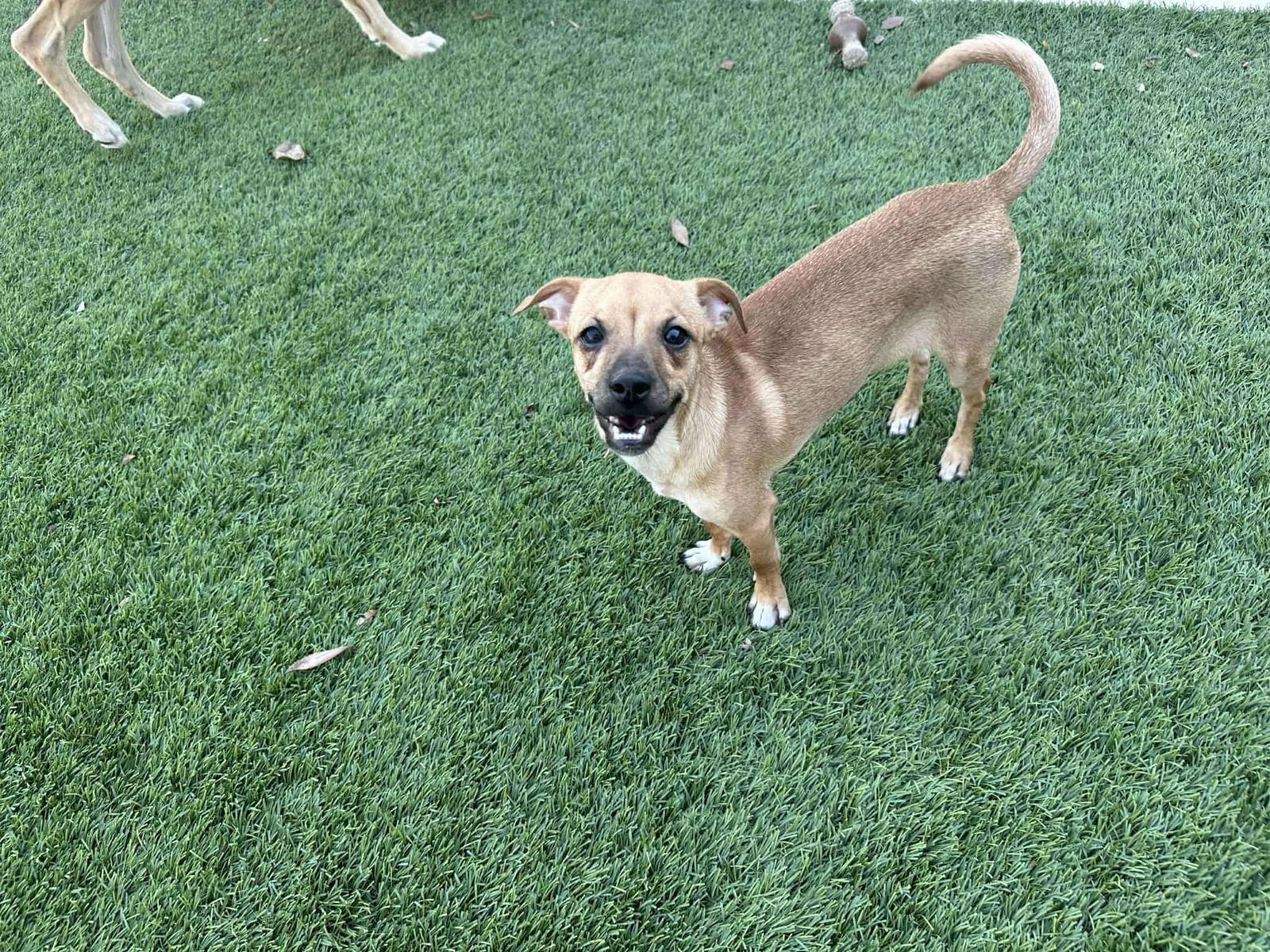 Cody, Adoptable, Puppy Male Chihuahua.