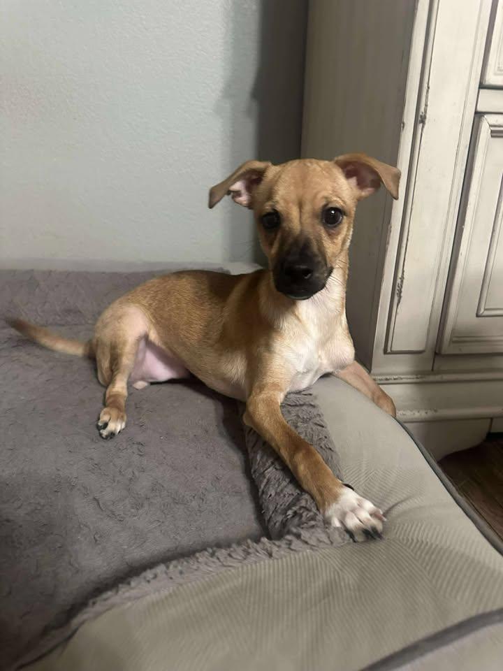 Enlarge Cody, a Adoptable Chihuahua in Visalia, CA image 2/2