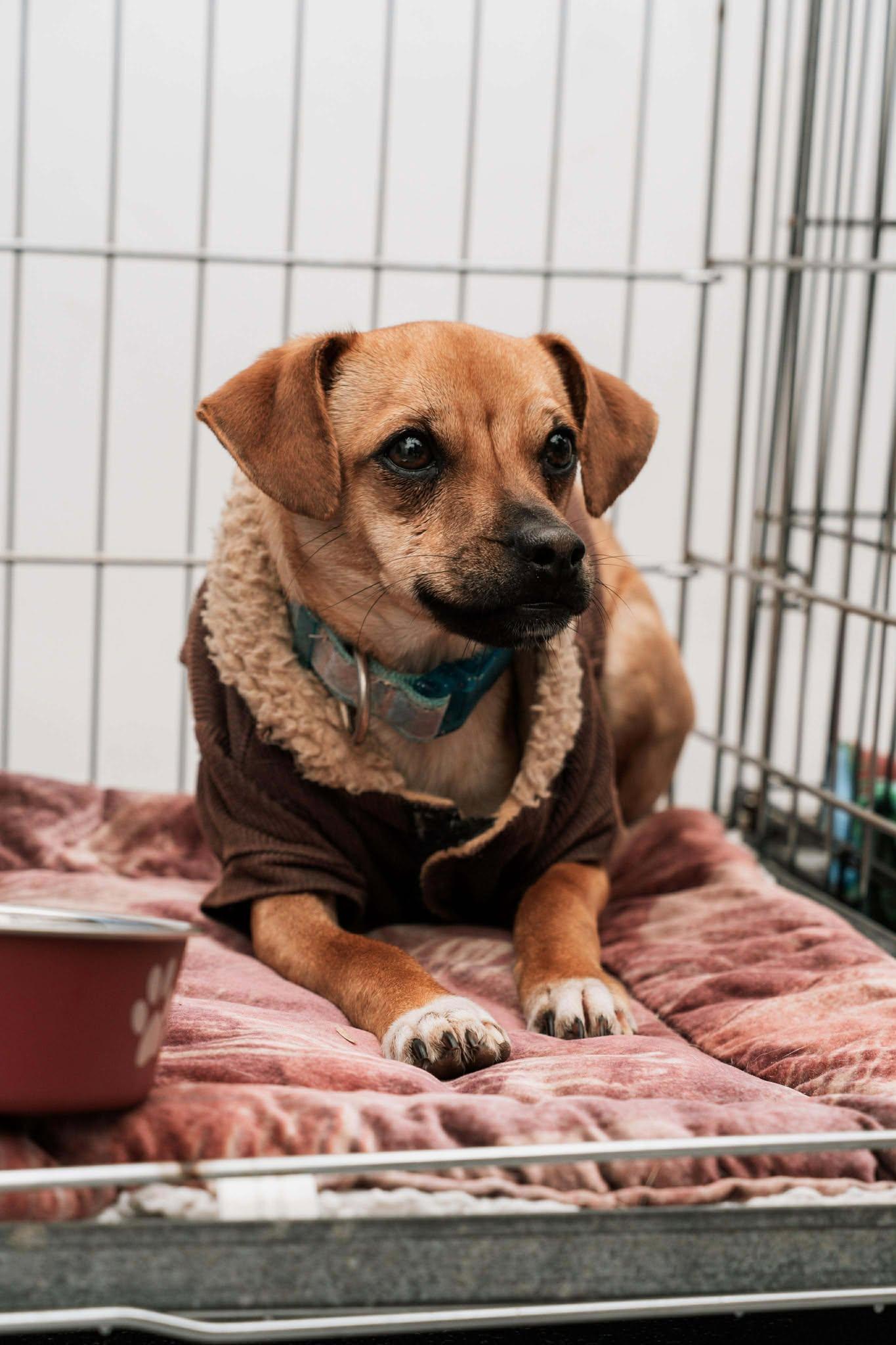 Enlarge Cody, a Adoptable Chihuahua in Visalia, CA image 3/3